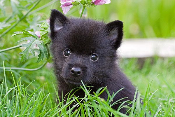 Køb schipperke