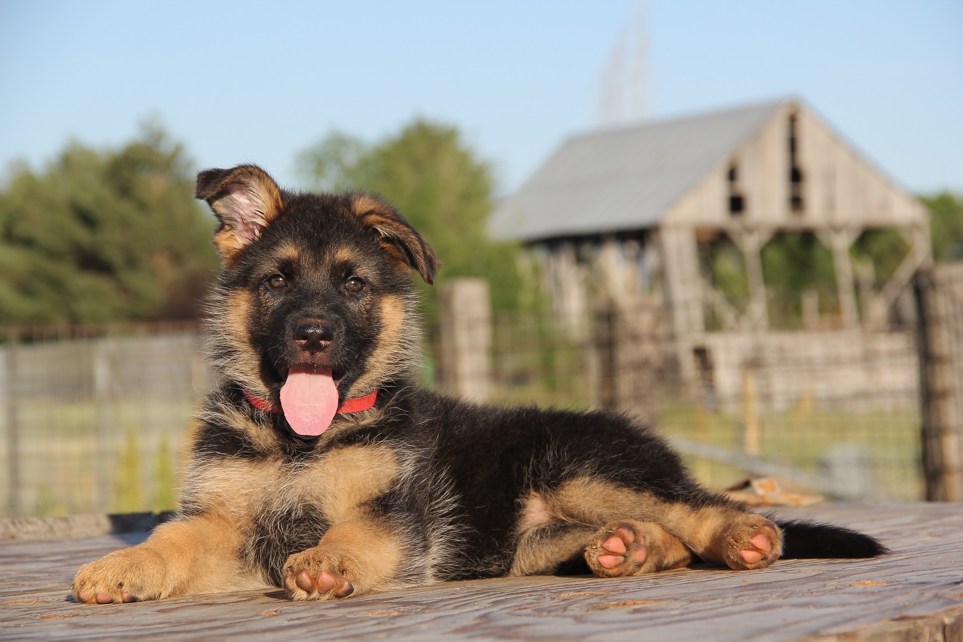 Køb schæferhund
