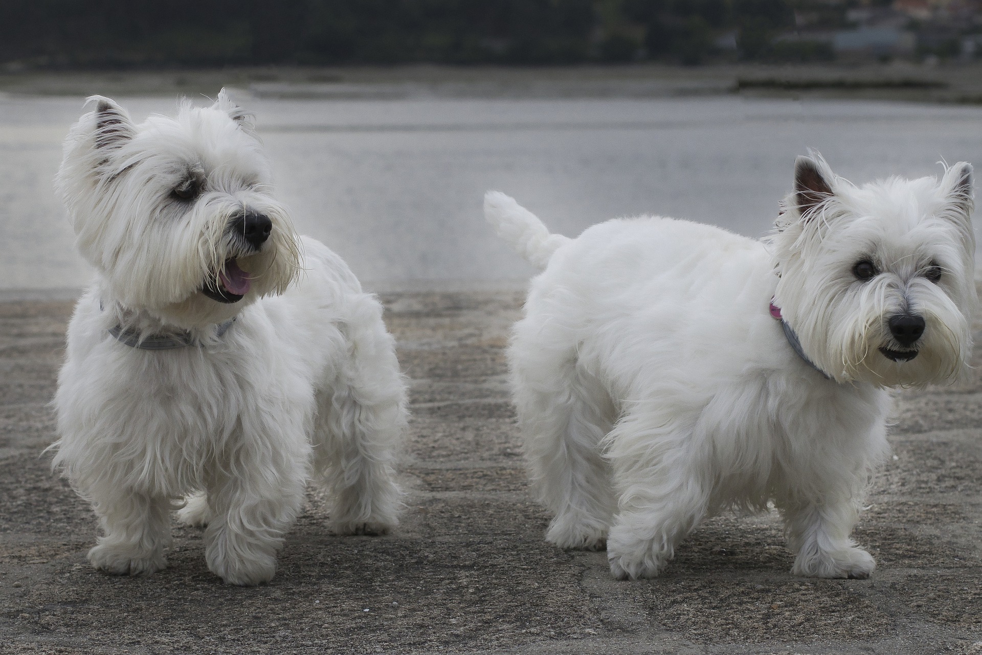Køb sealyham terrier