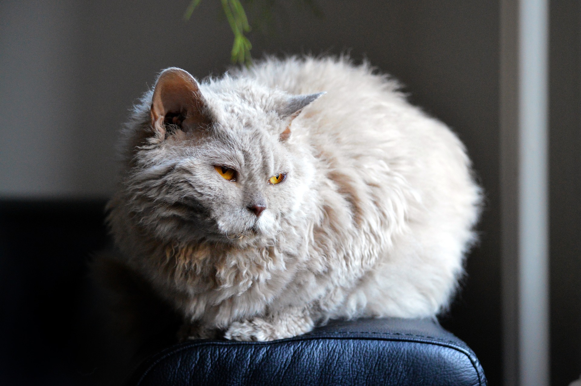 Køb selkirk rex