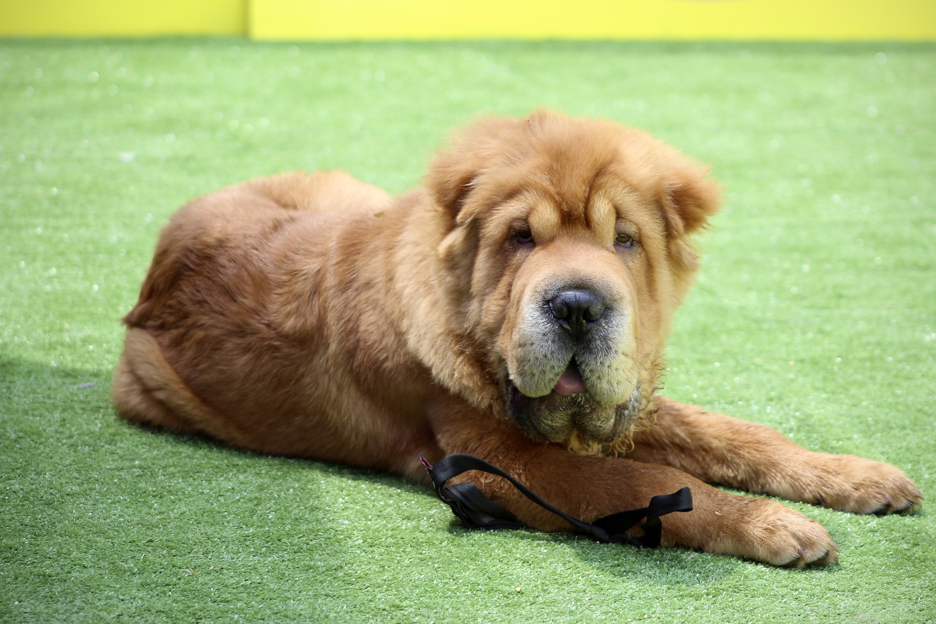 Køb shar pei