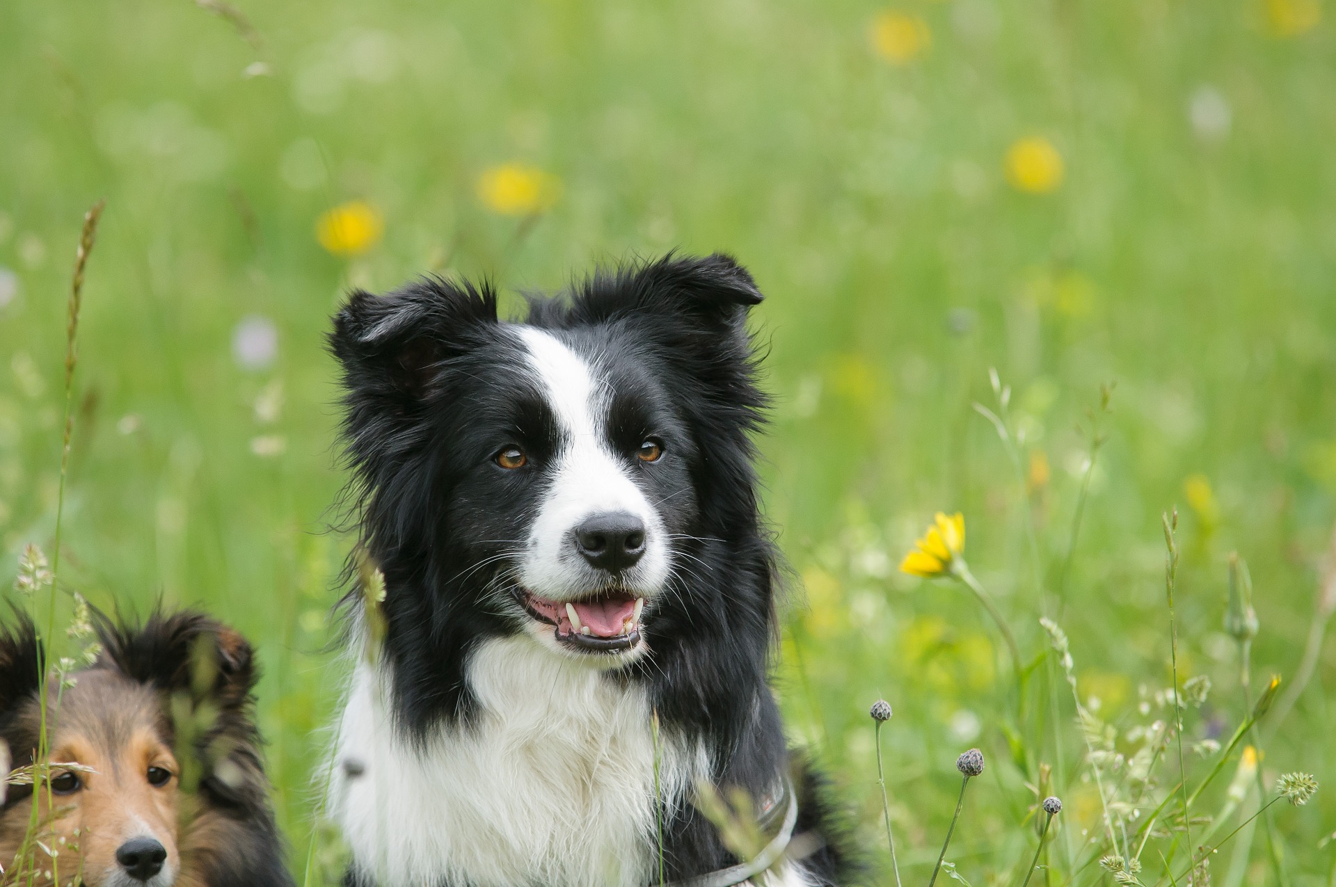 Køb shetland sheepdog