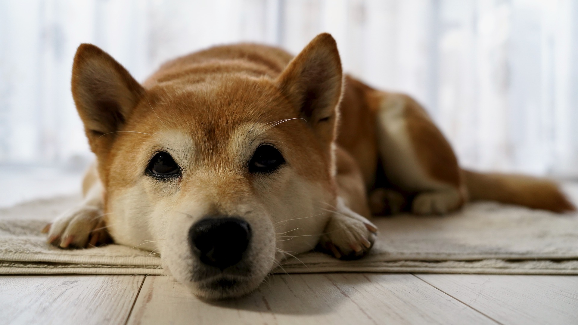 Køb shiba