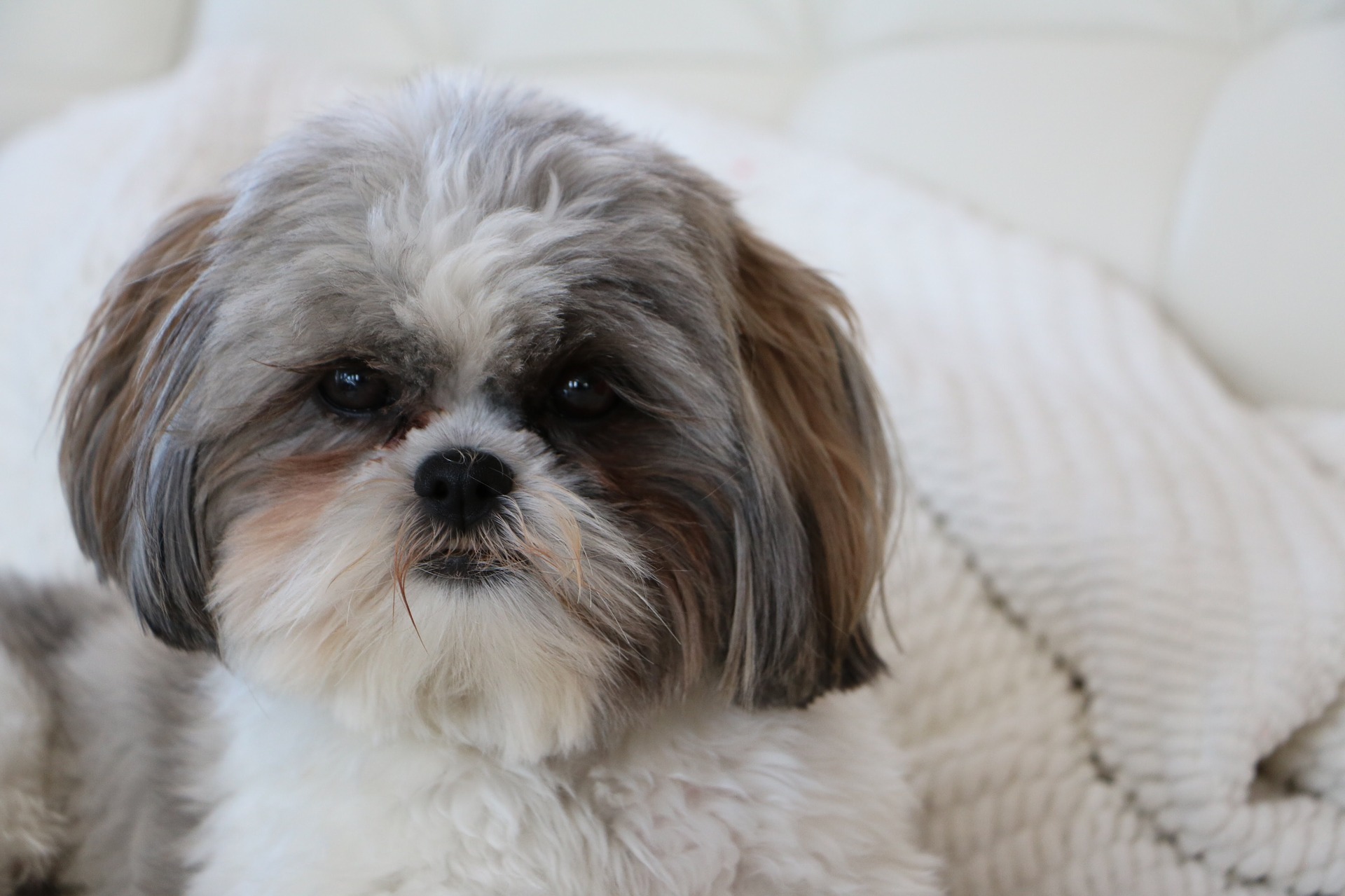 Køb shih tzu