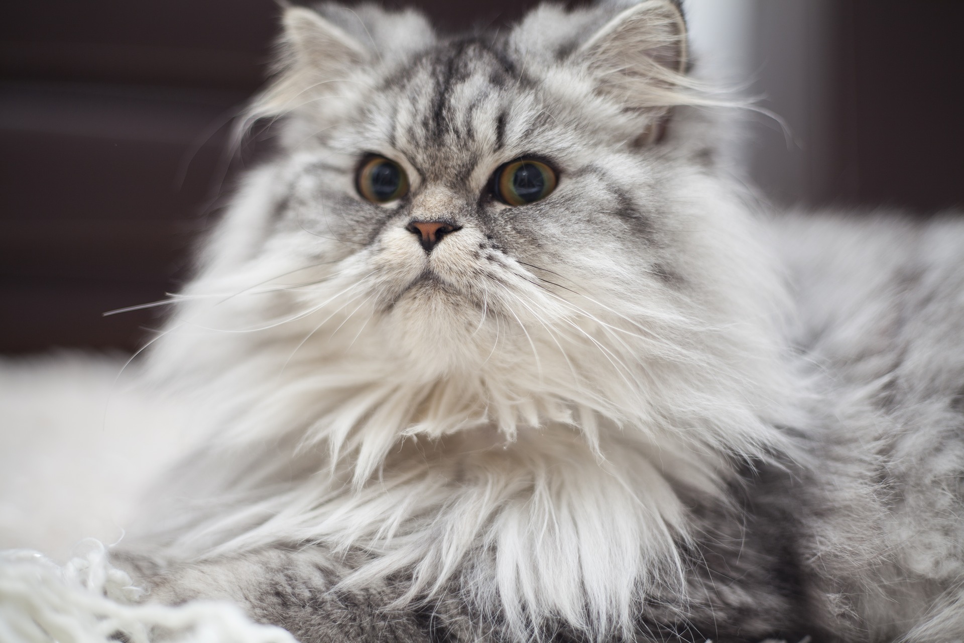 Køb sibirisk kat
