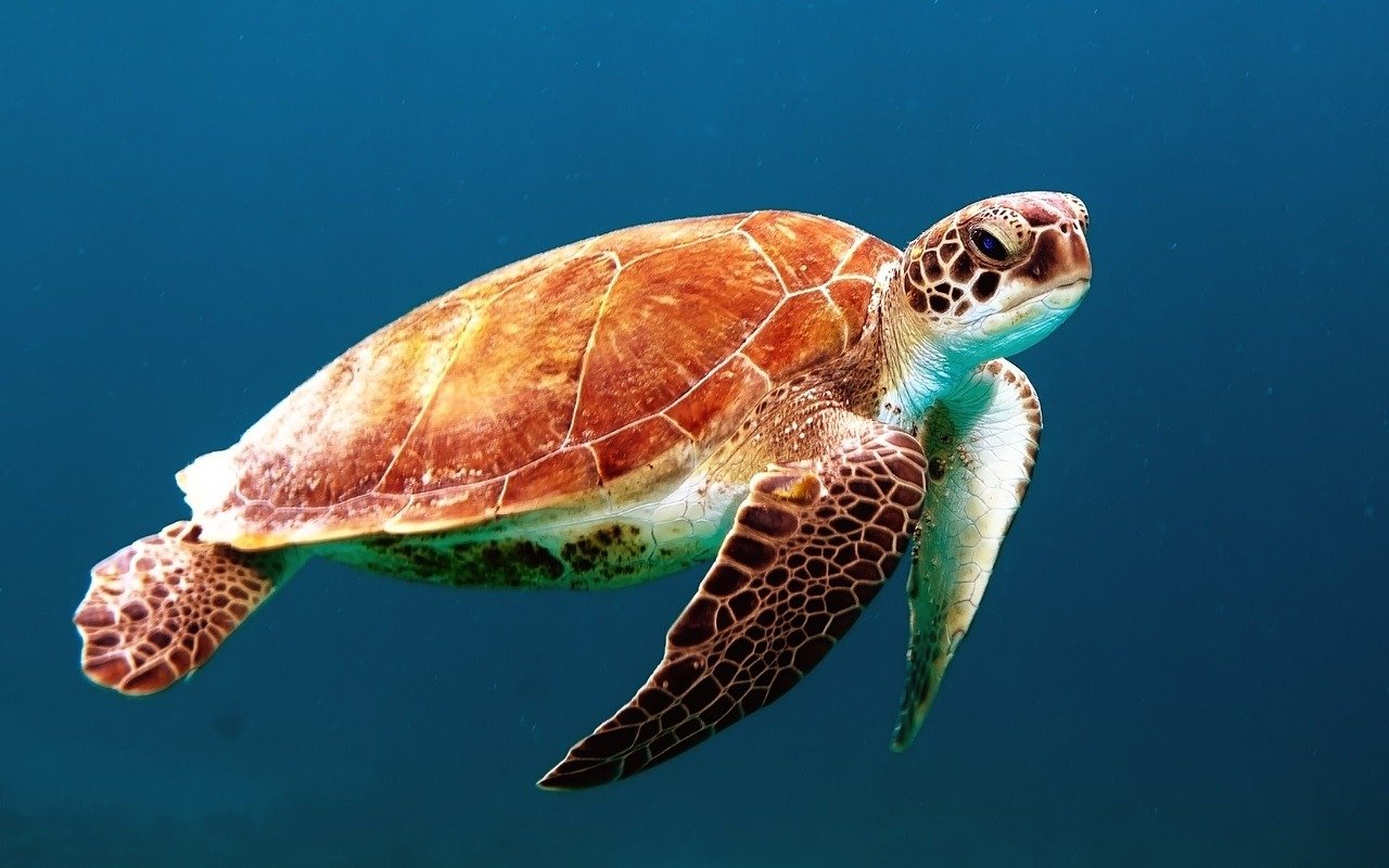 Køb skildpadde