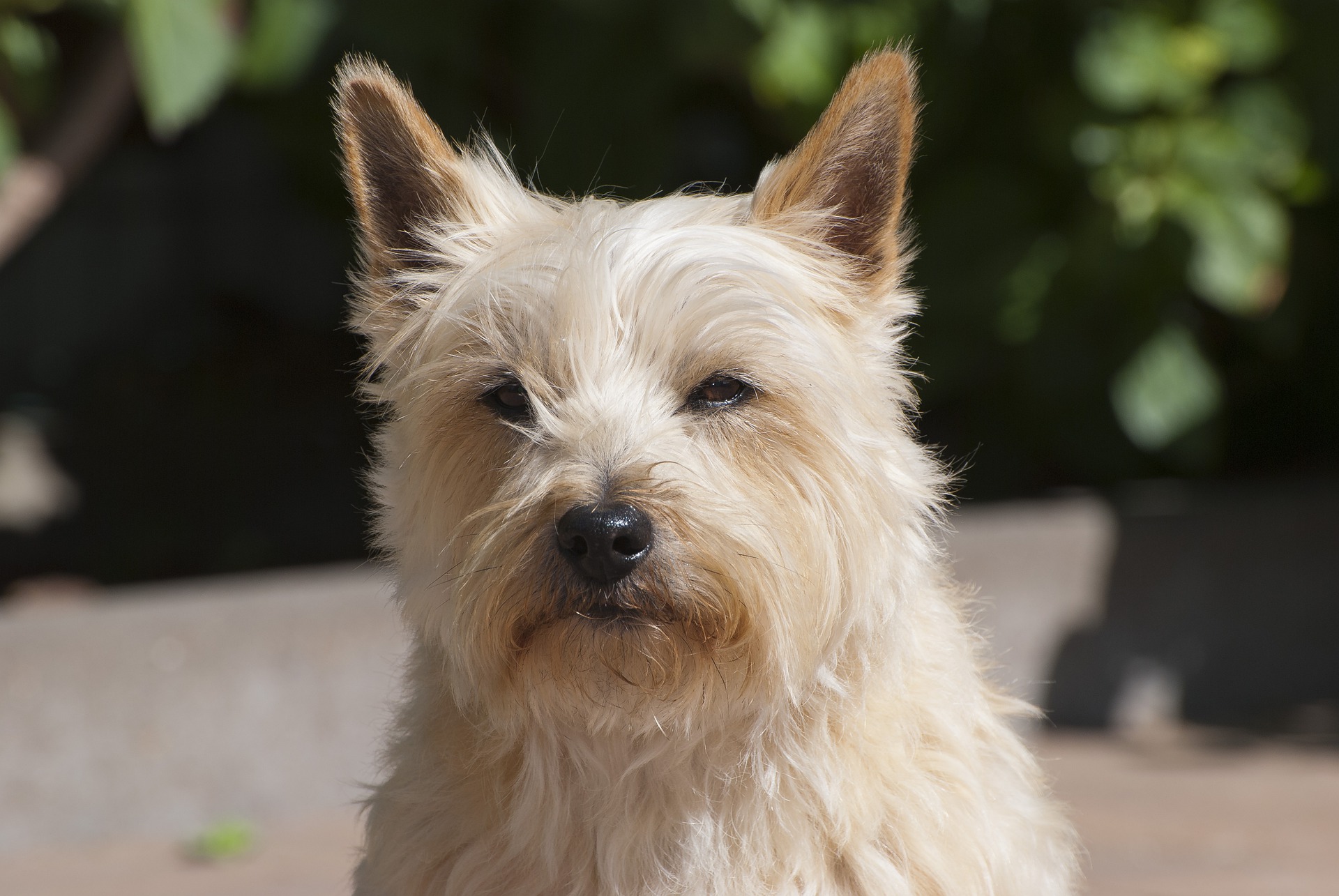 Køb skotsk terrier
