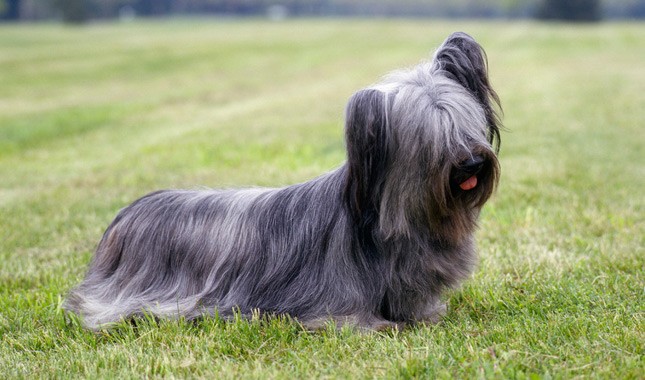 Køb skye terrier