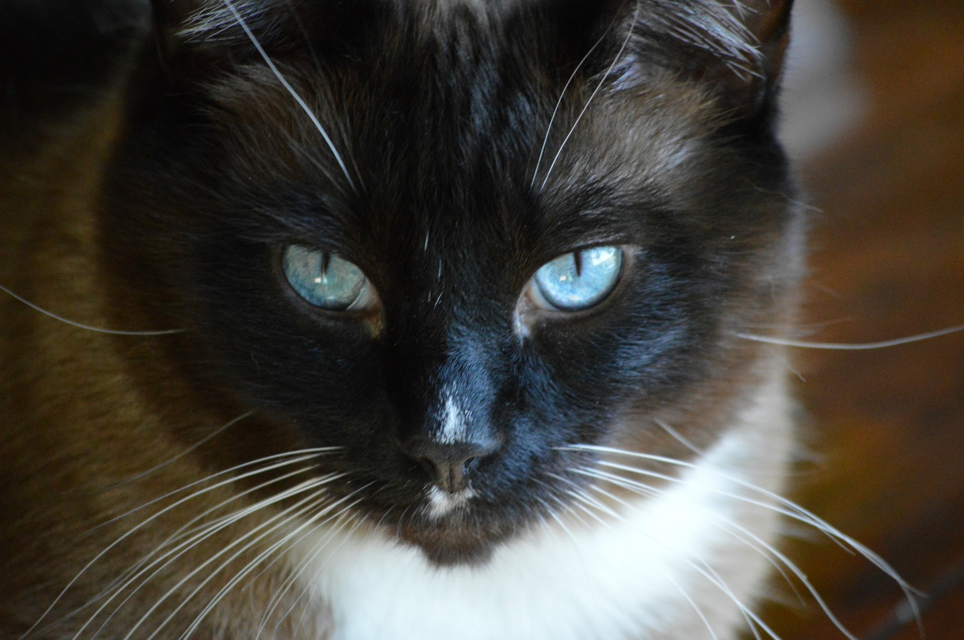 Køb snowshoe
