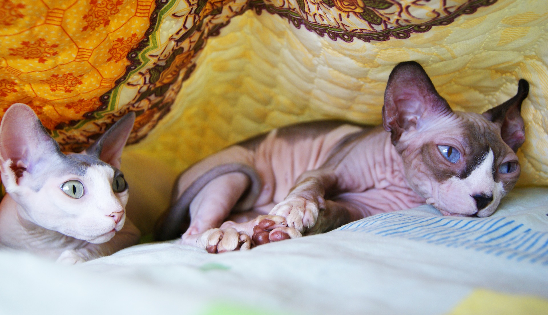 Køb sphynx