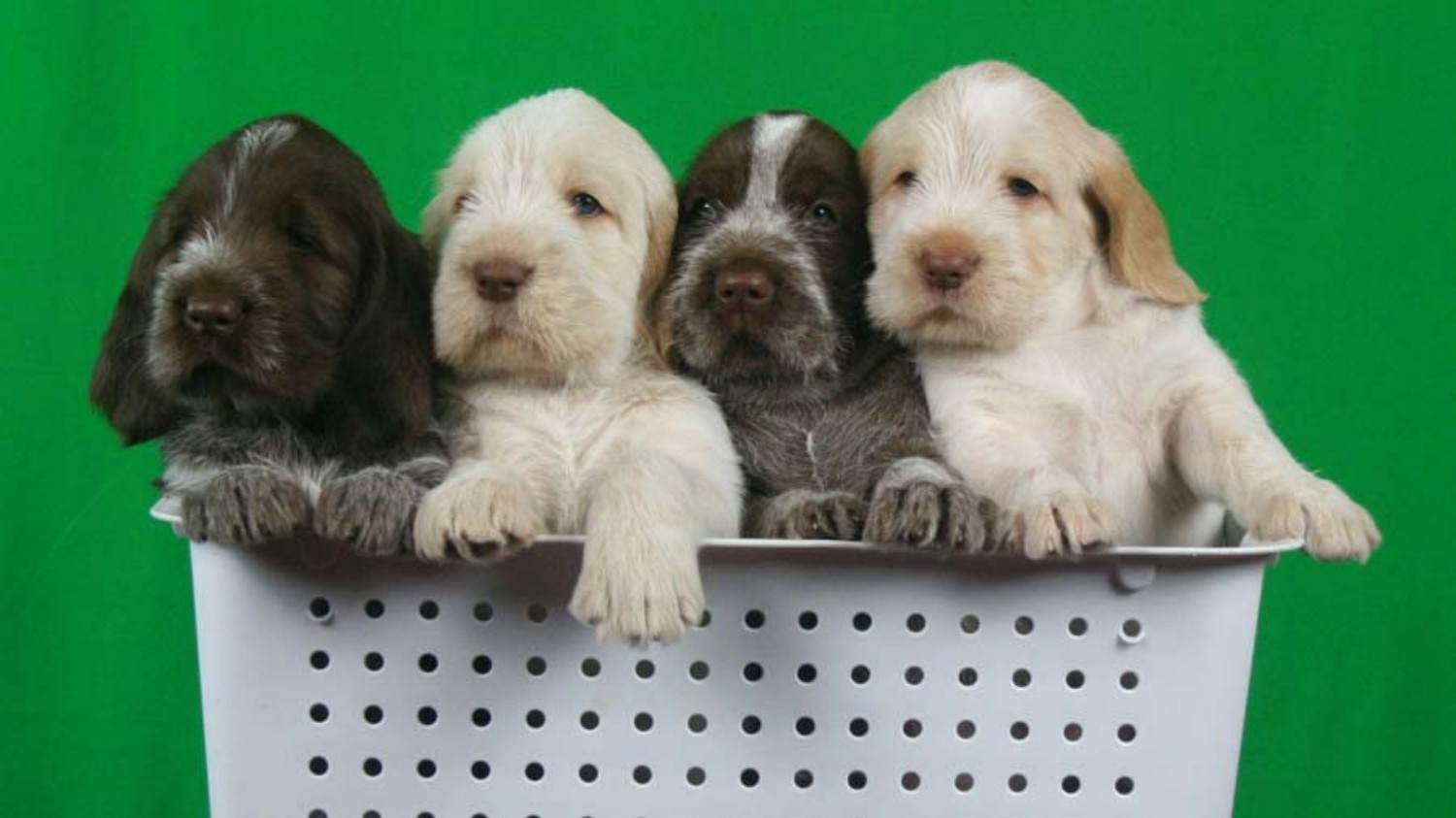 Køb spinone italiano