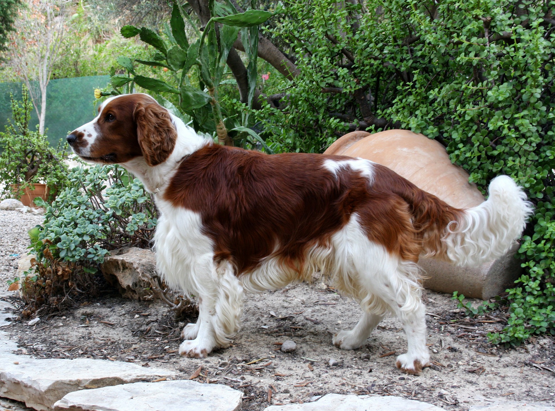 Køb f.t. springer spaniel