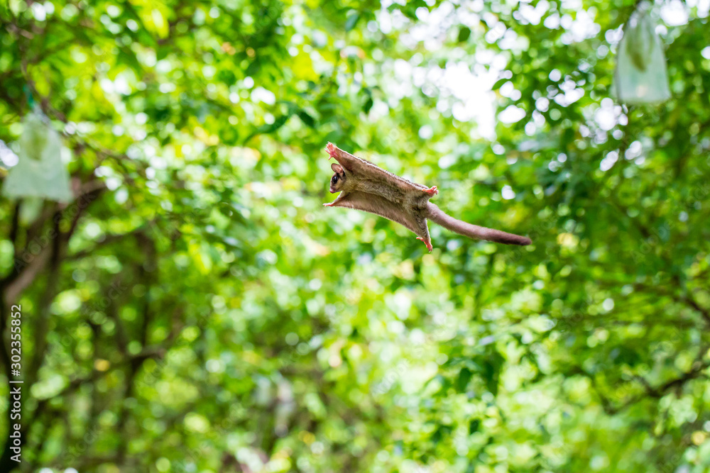 Køb sugar glider