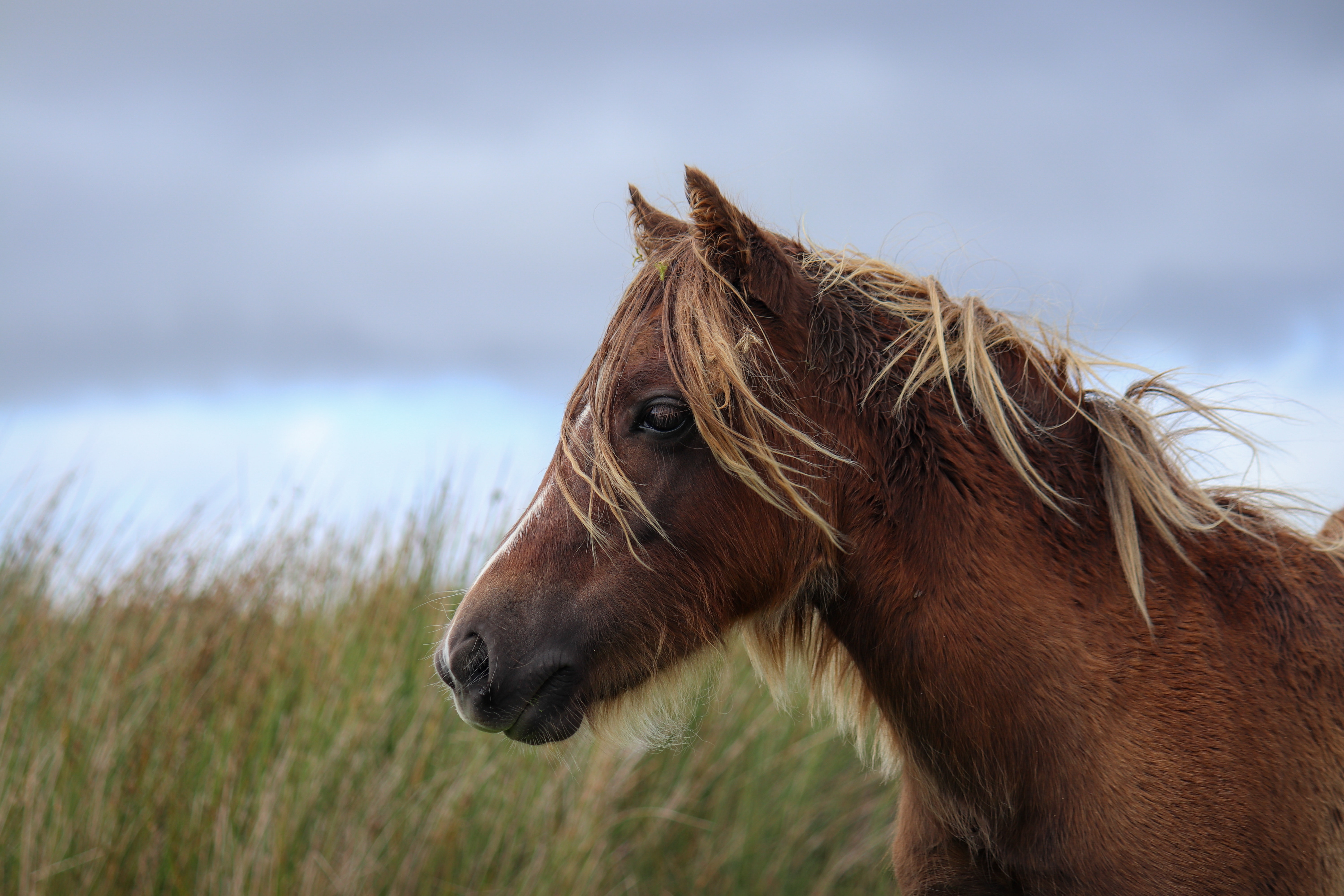 Køb svensk pony