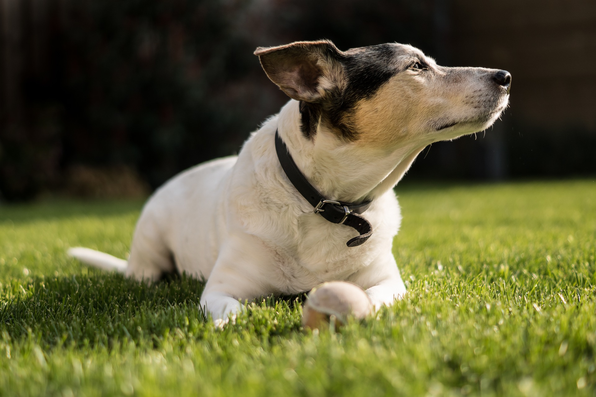 Køb terrier