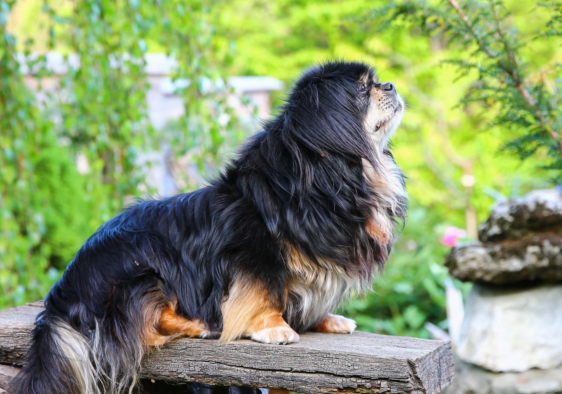 Køb tibetansk spaniel