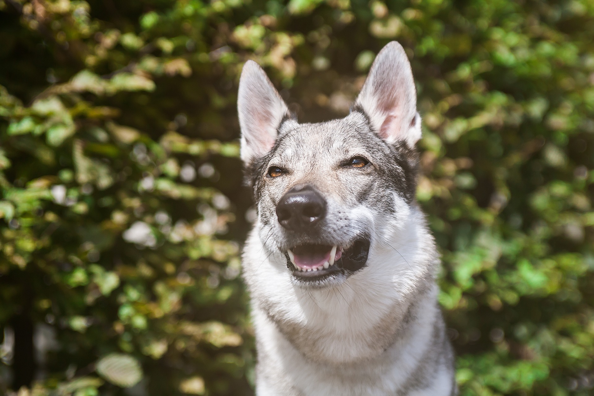Køb tjekkoslovakisk ulvehund