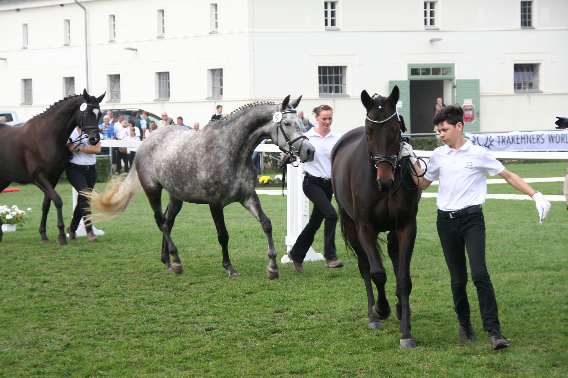 Køb trakehner