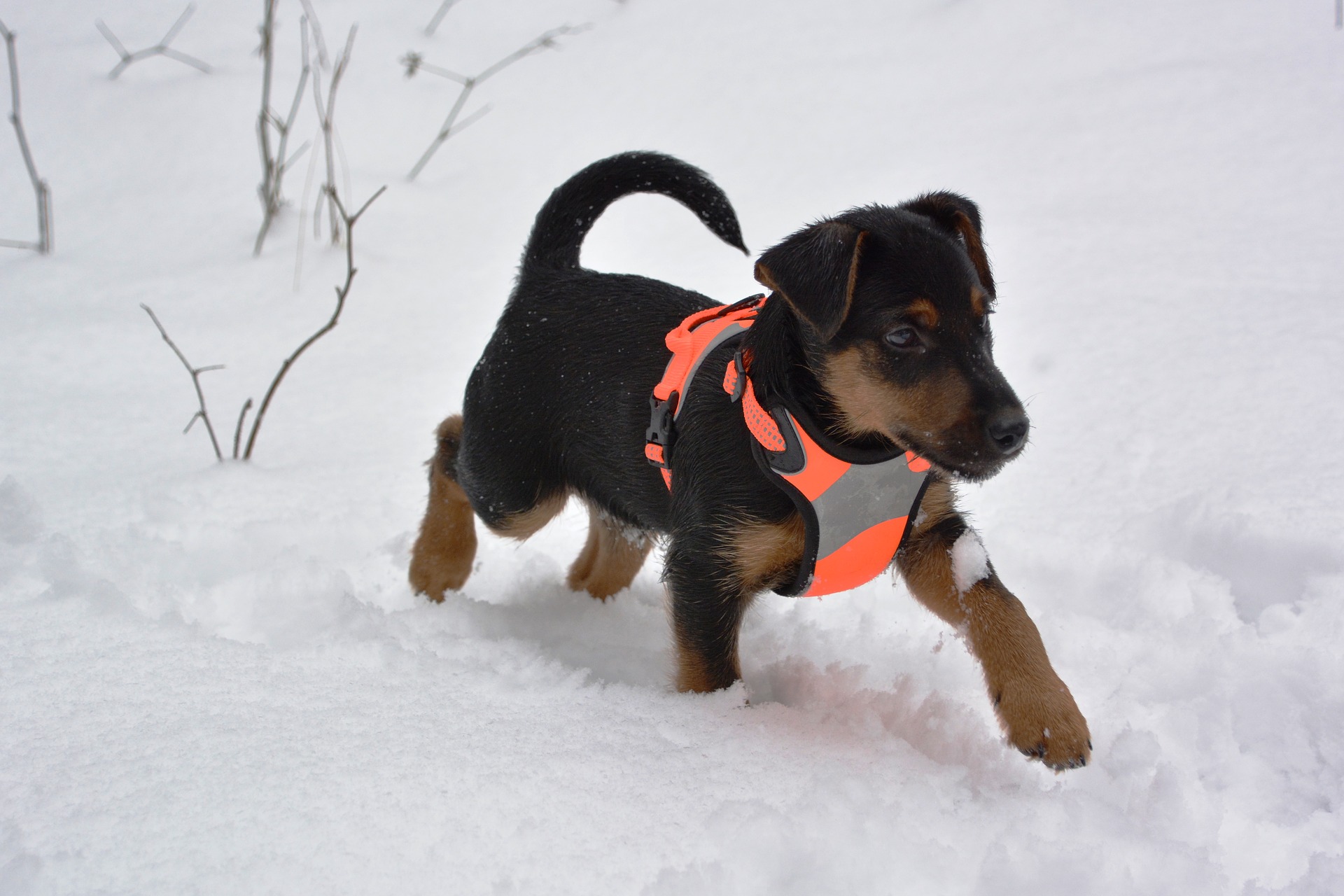 Køb tysk jagt terrier