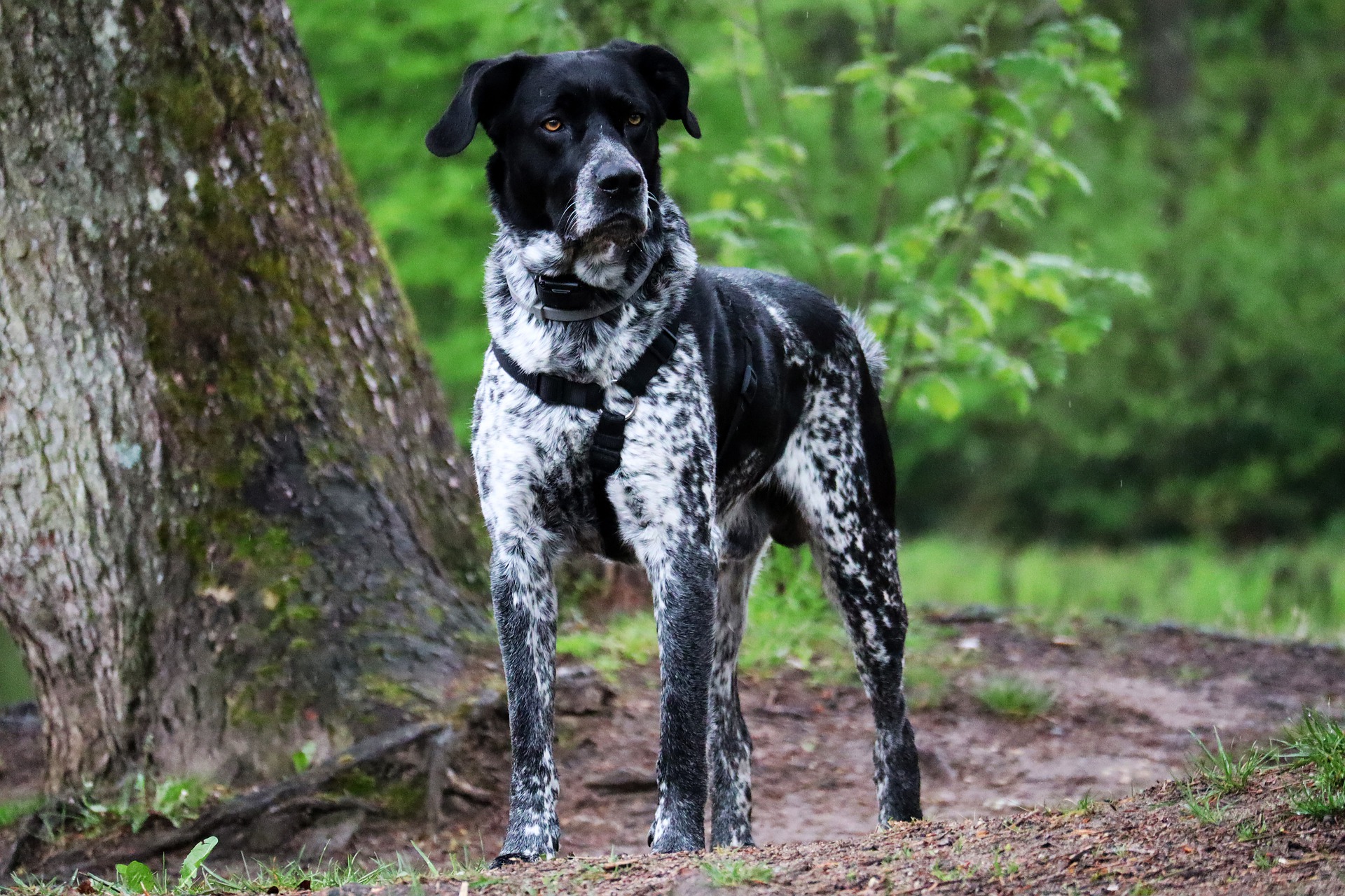 Køb tysk ruhåret hønsehund