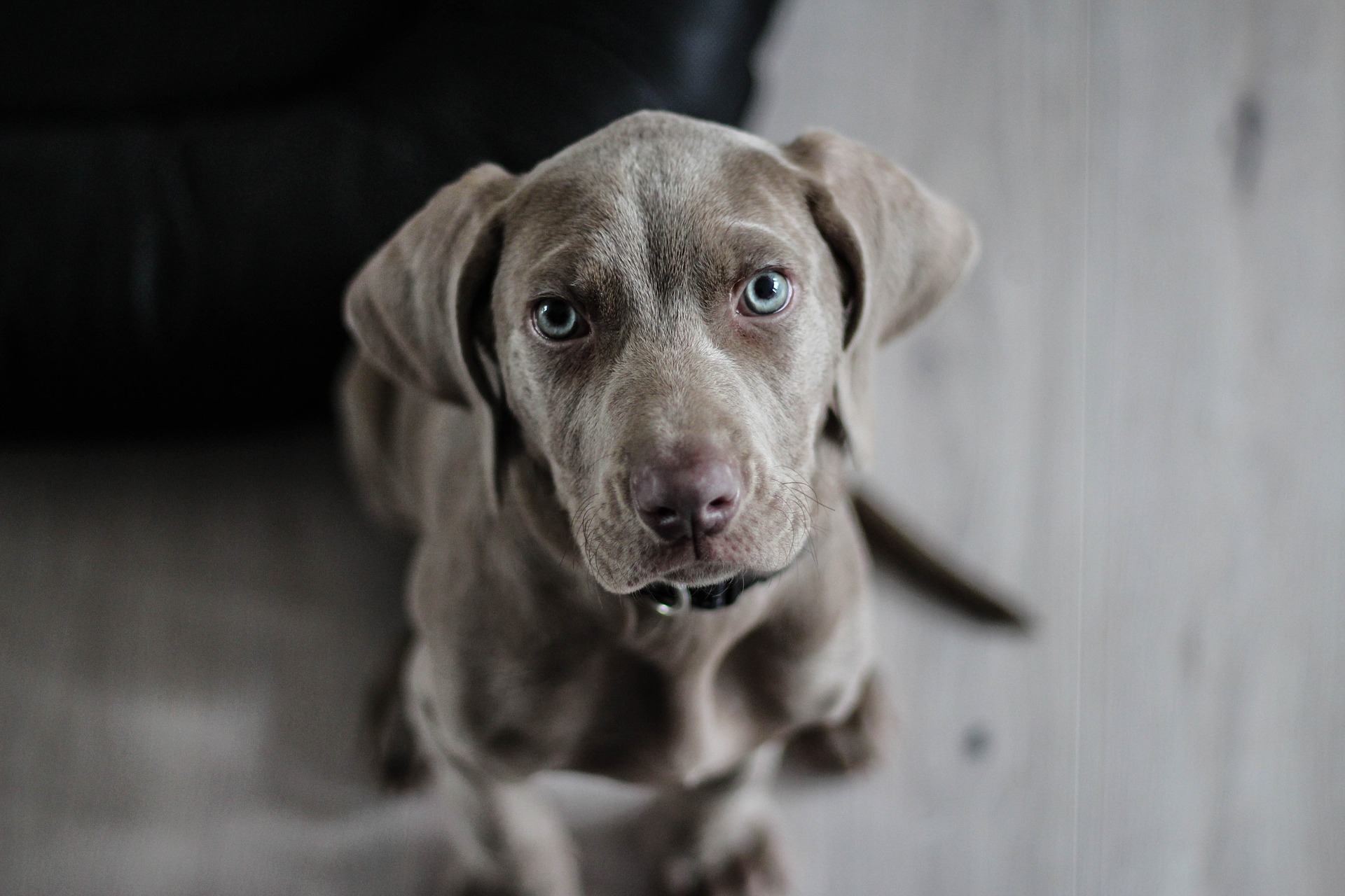 Køb weimaraner