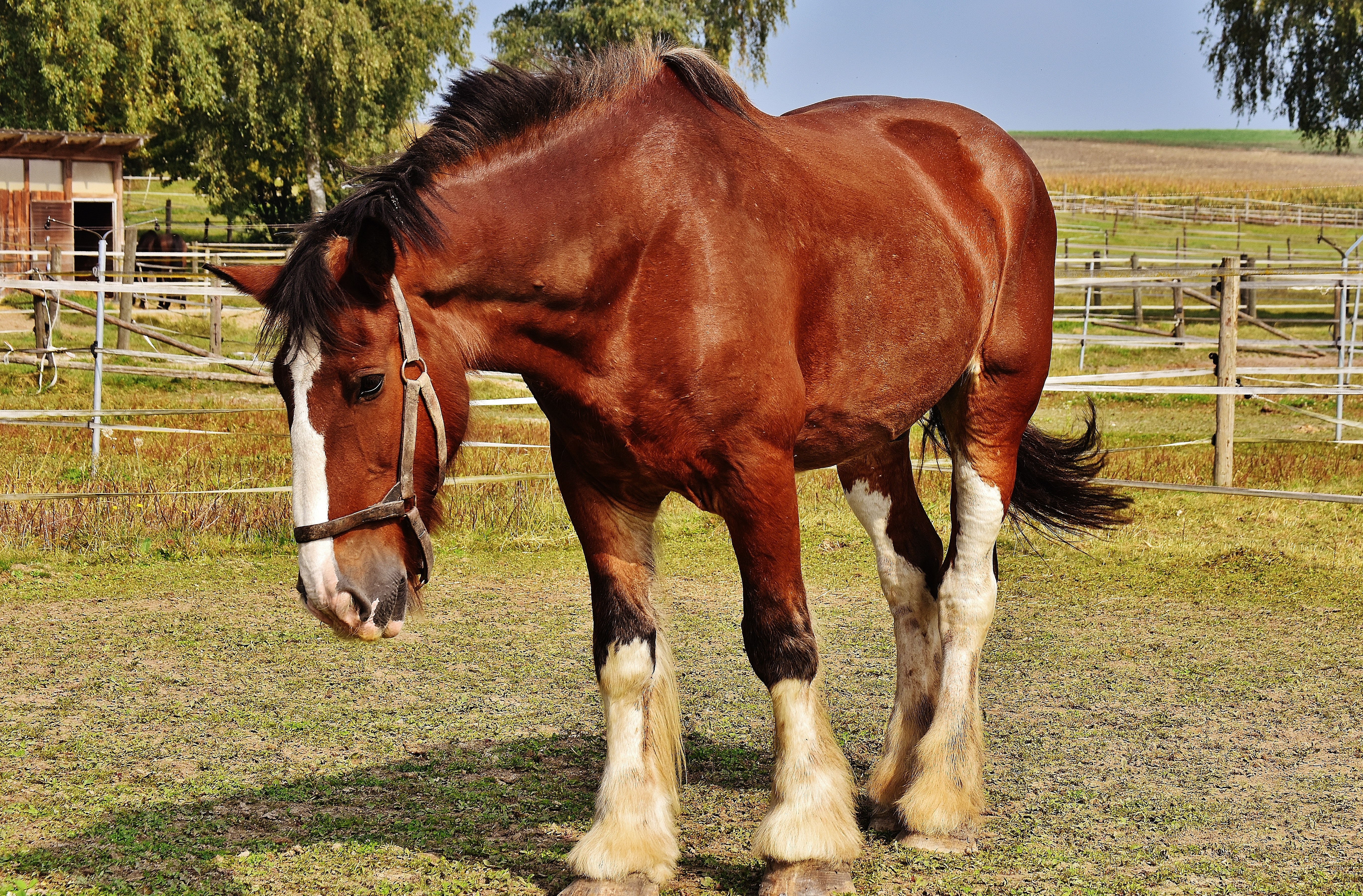 Køb welsh cob