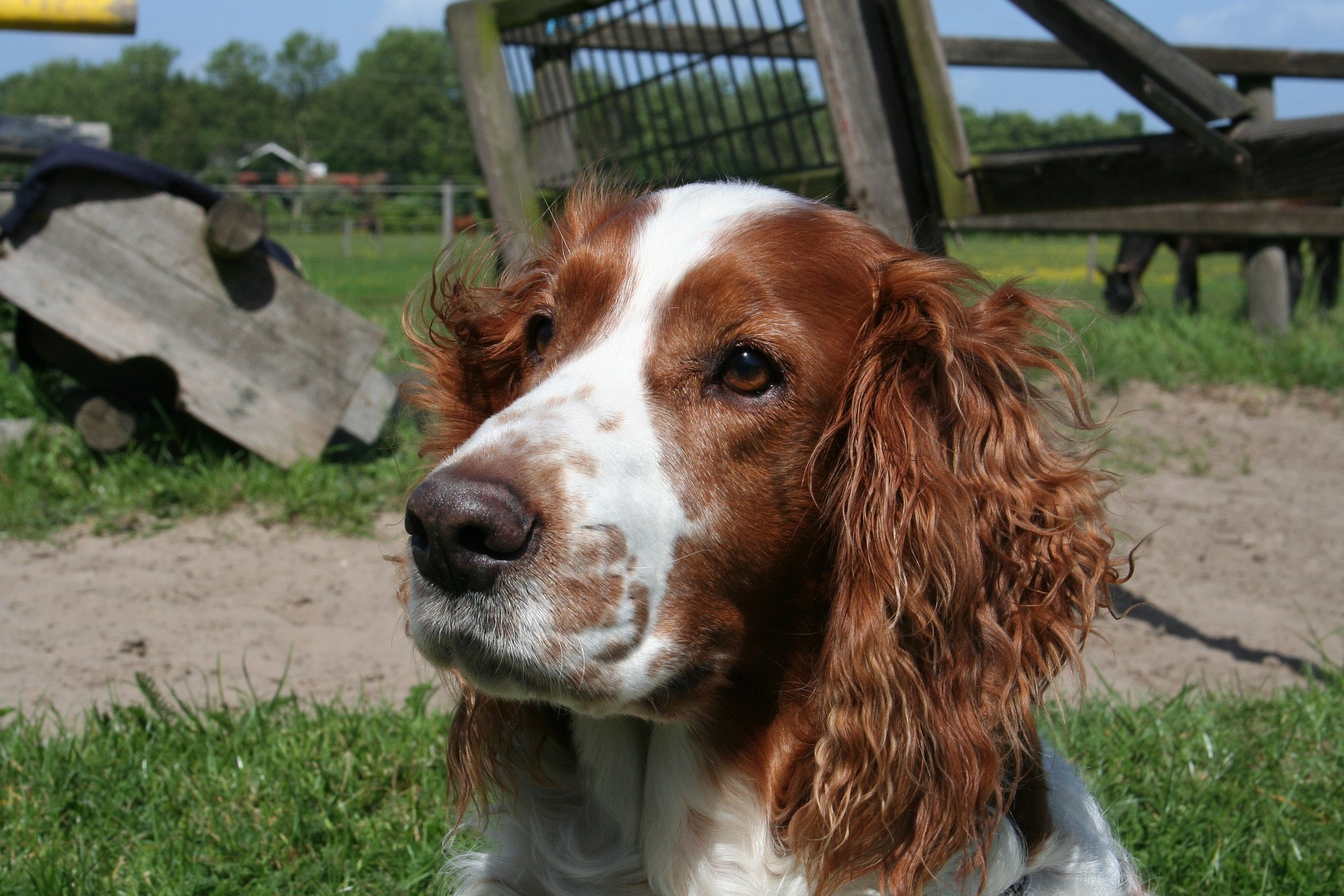 Køb welsh springer spaniel