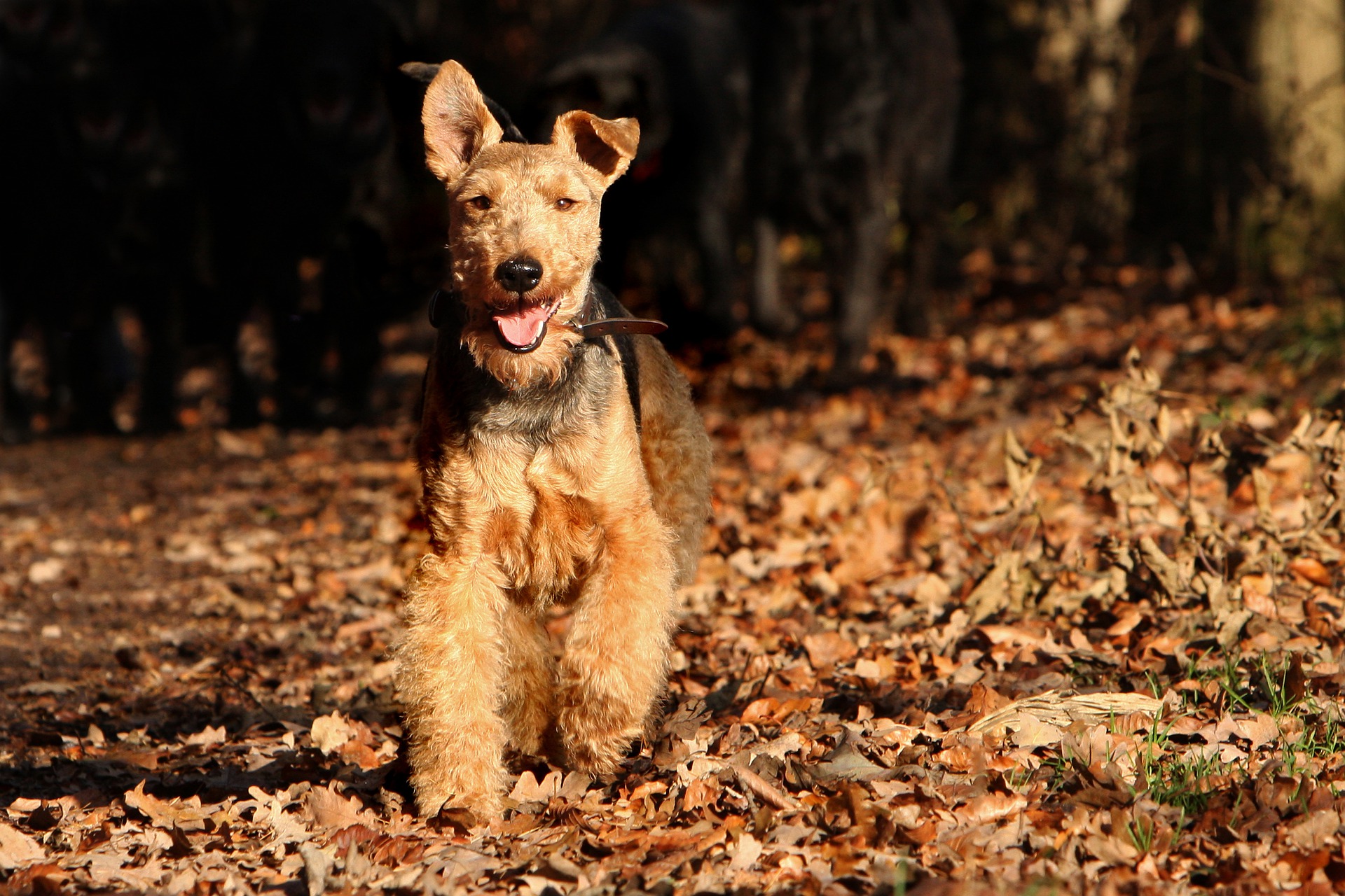 Køb welsh terrier