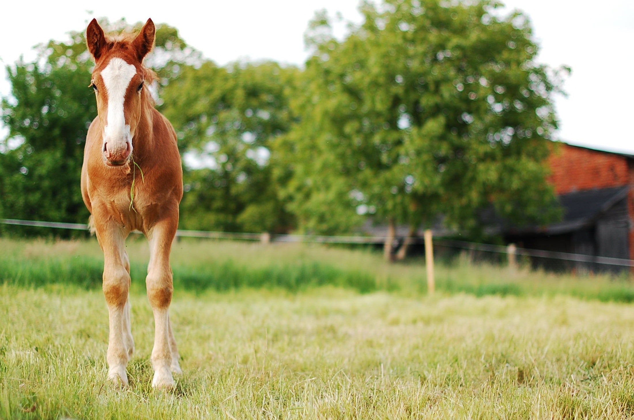 Køb welsh pony og cob