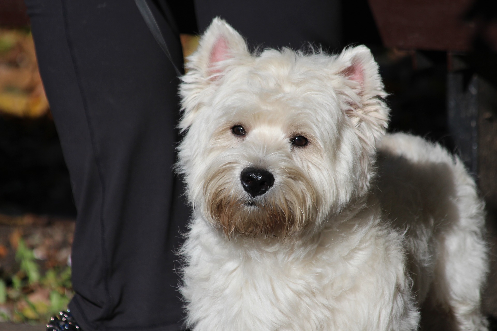 Køb west highland white terrier