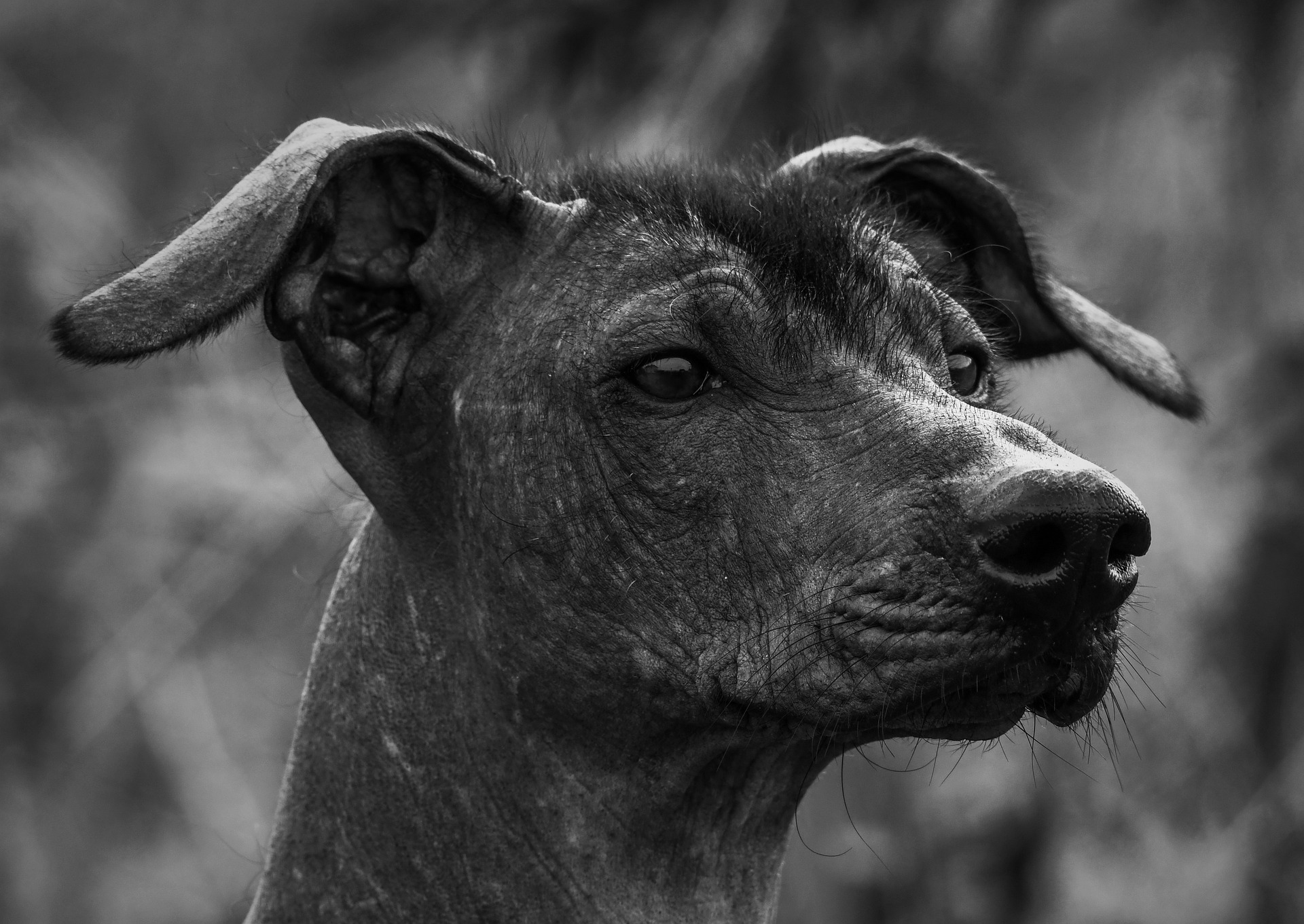 Køb xoloitzcuintle con pelo