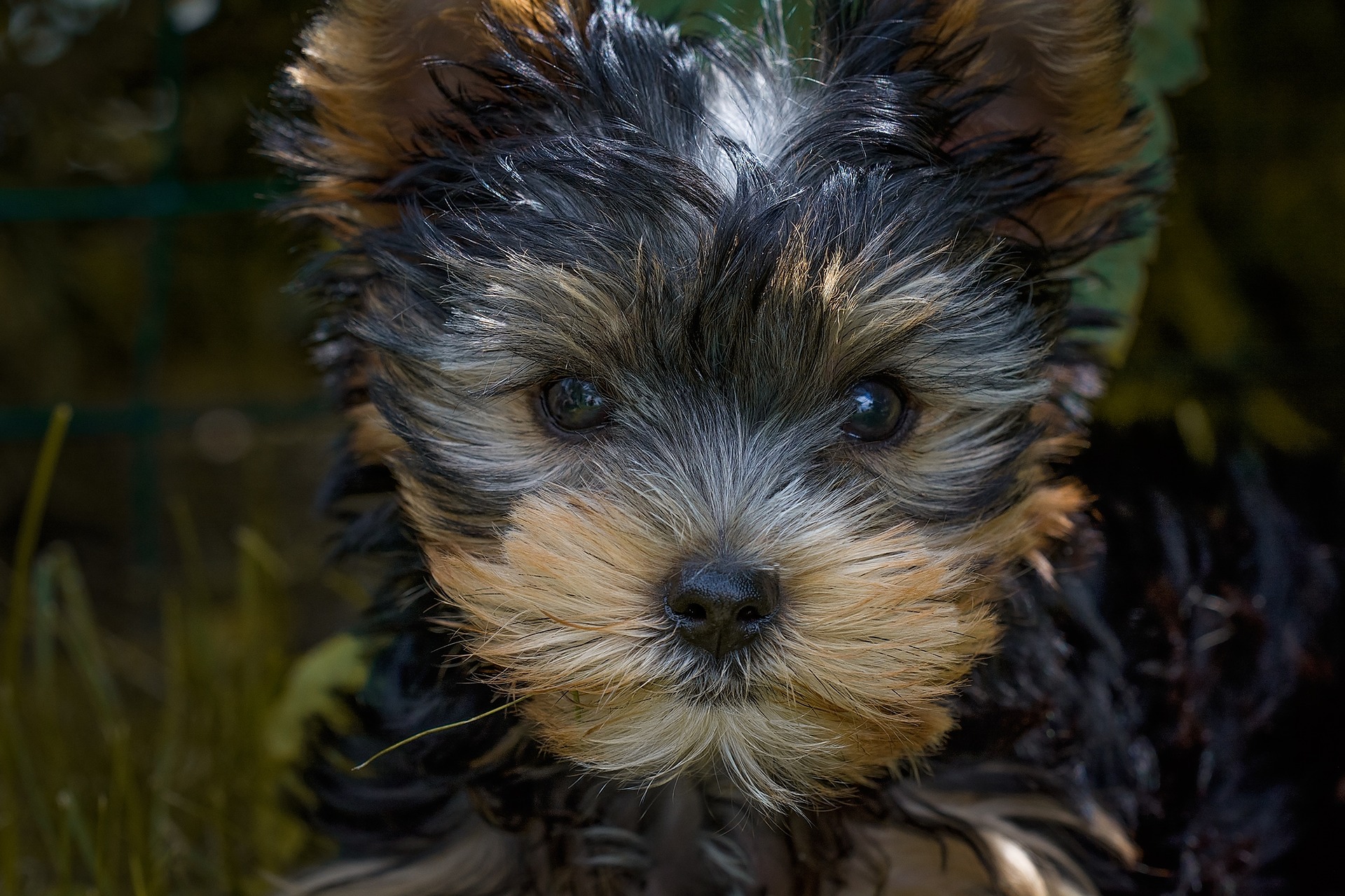 Køb yorkshire terrier