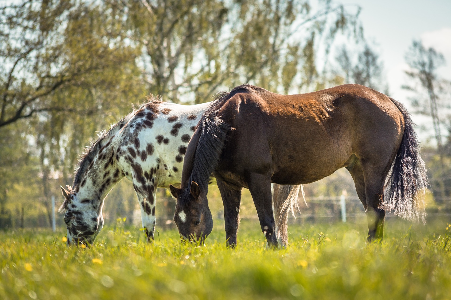 Køb american appaloosa