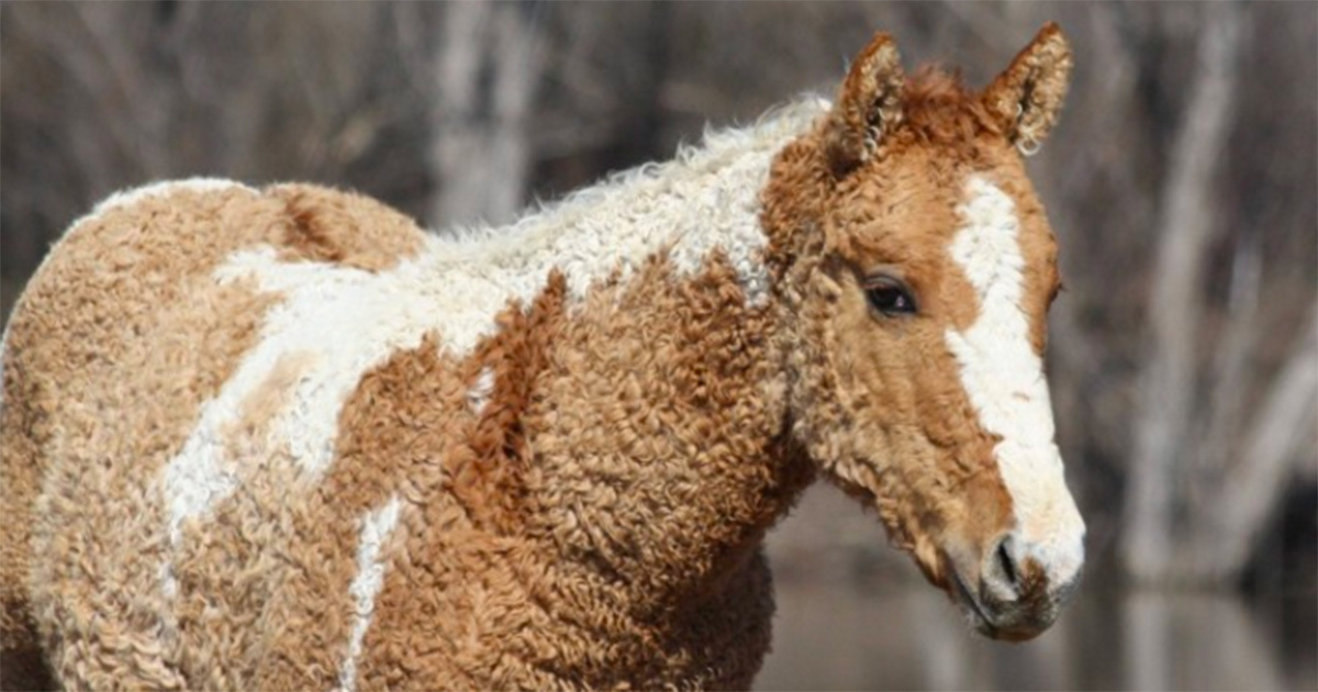 Køb american curly
