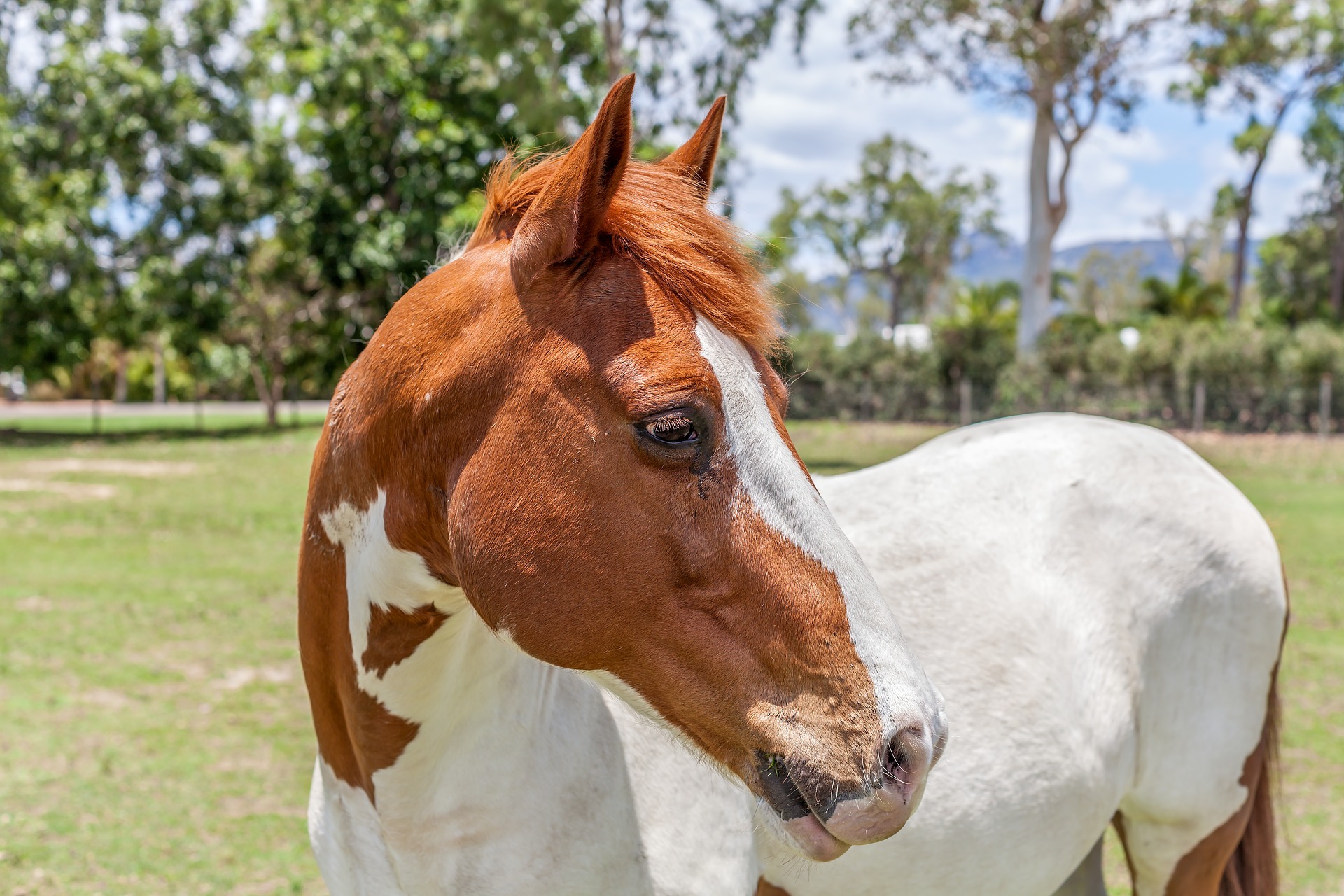 Køb american painthorse