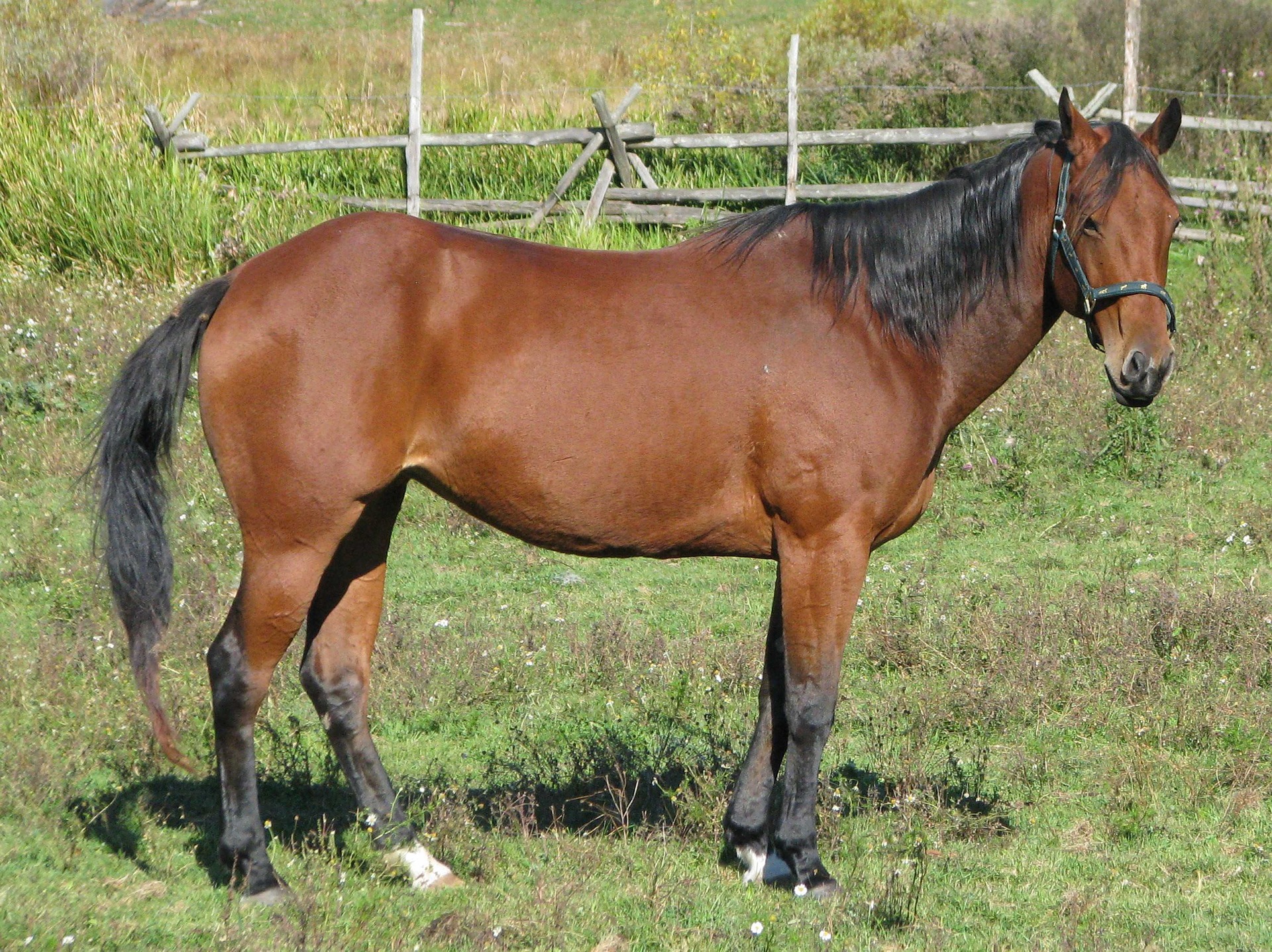 Køb american quarter horse