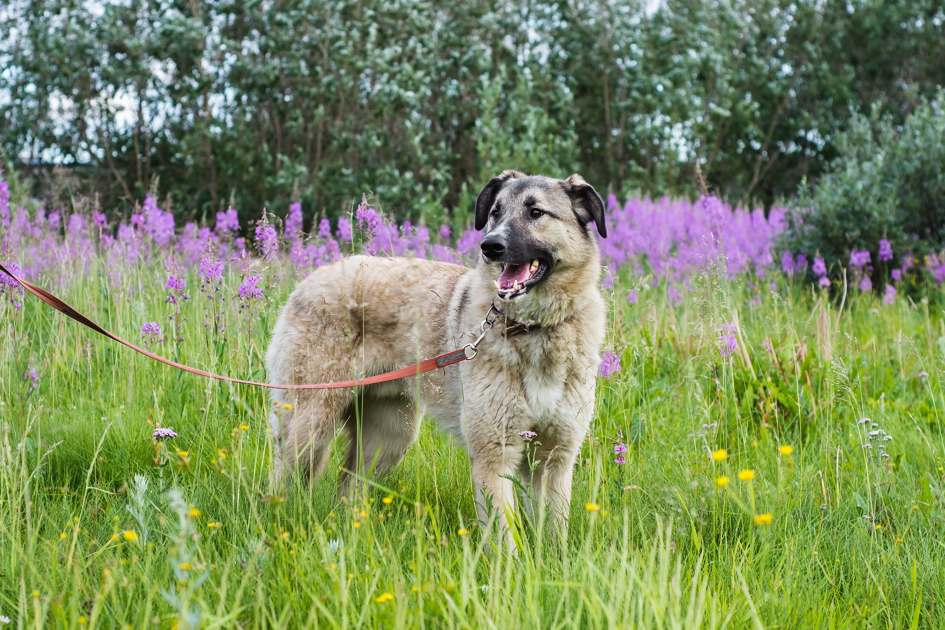 Køb anatolsk hyrdehund