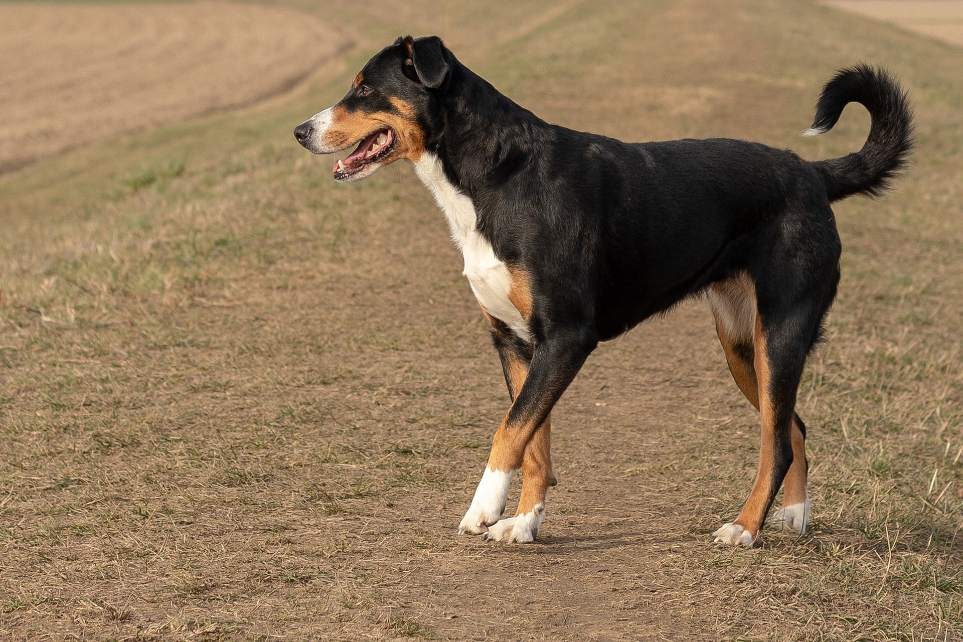 Køb appenzeller sennenhund
