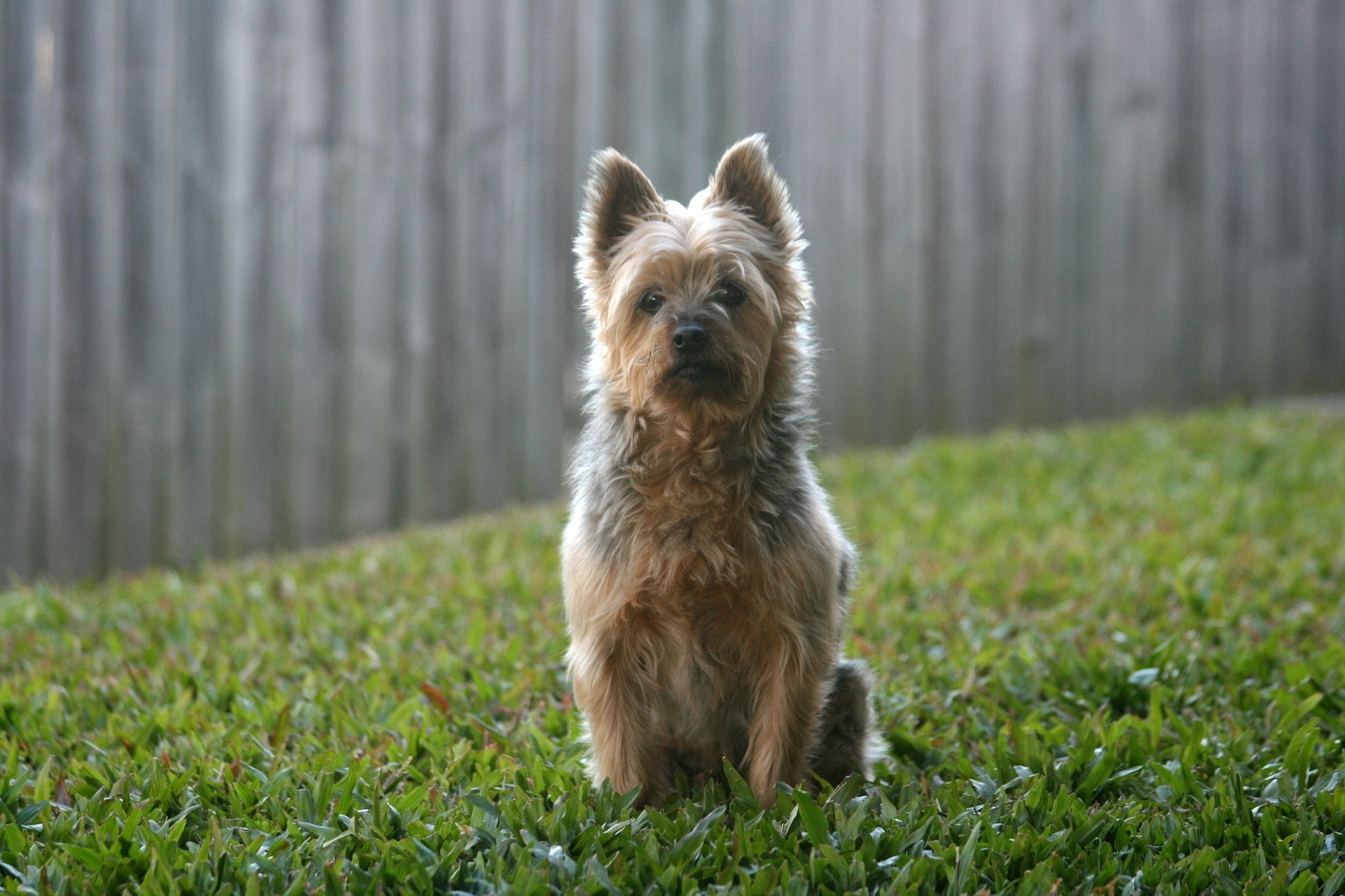 Køb australian silky terrier