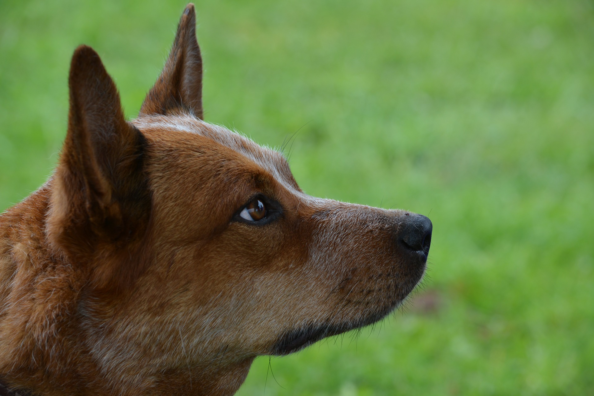 Køb australsk kelpie