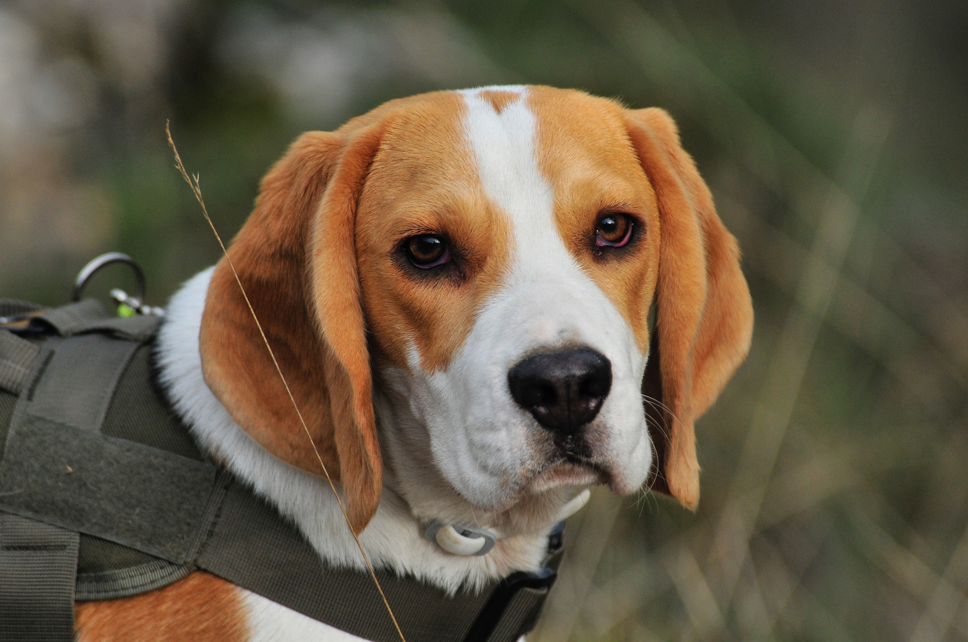 Køb beagle