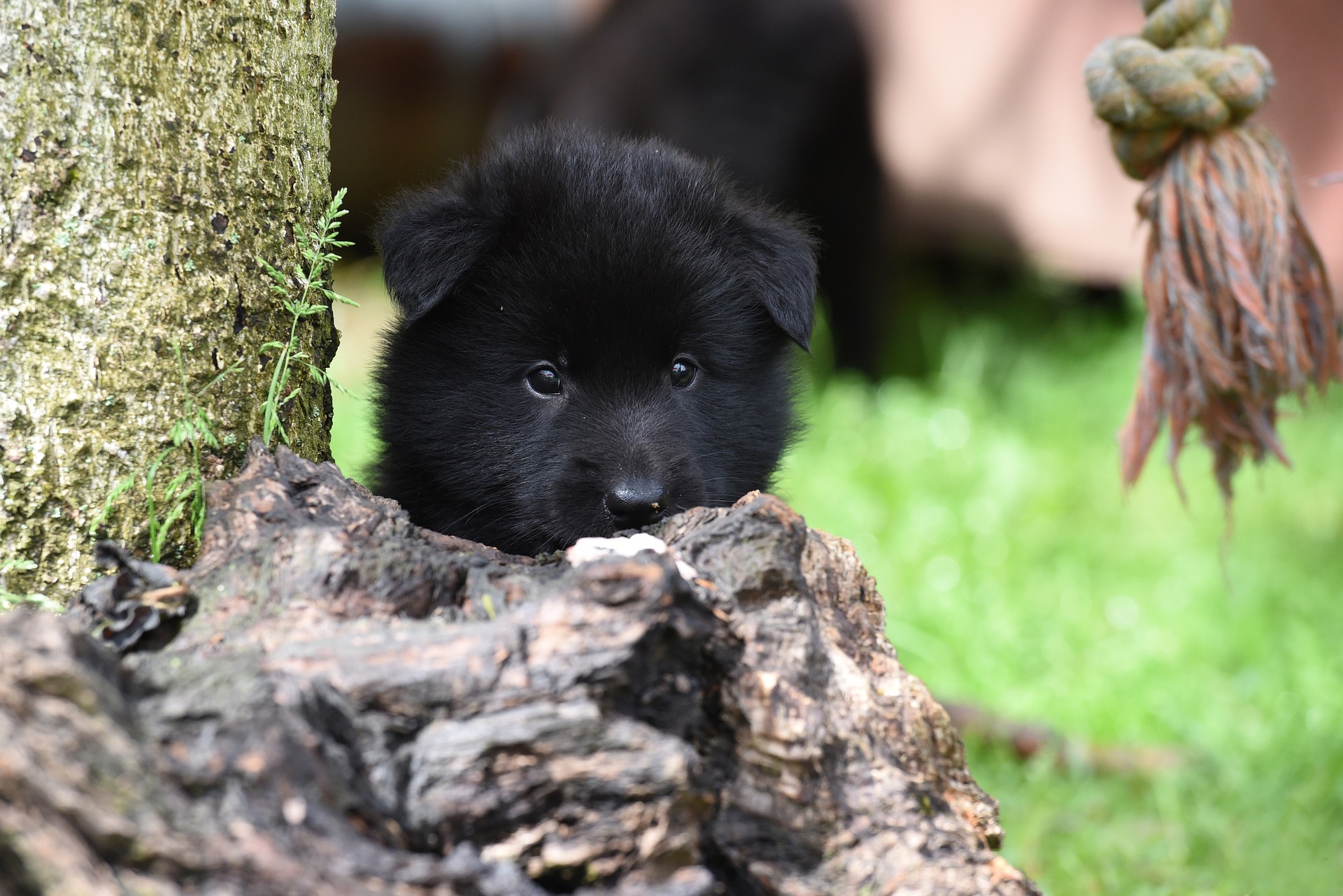 Køb belgisk hyrdehund