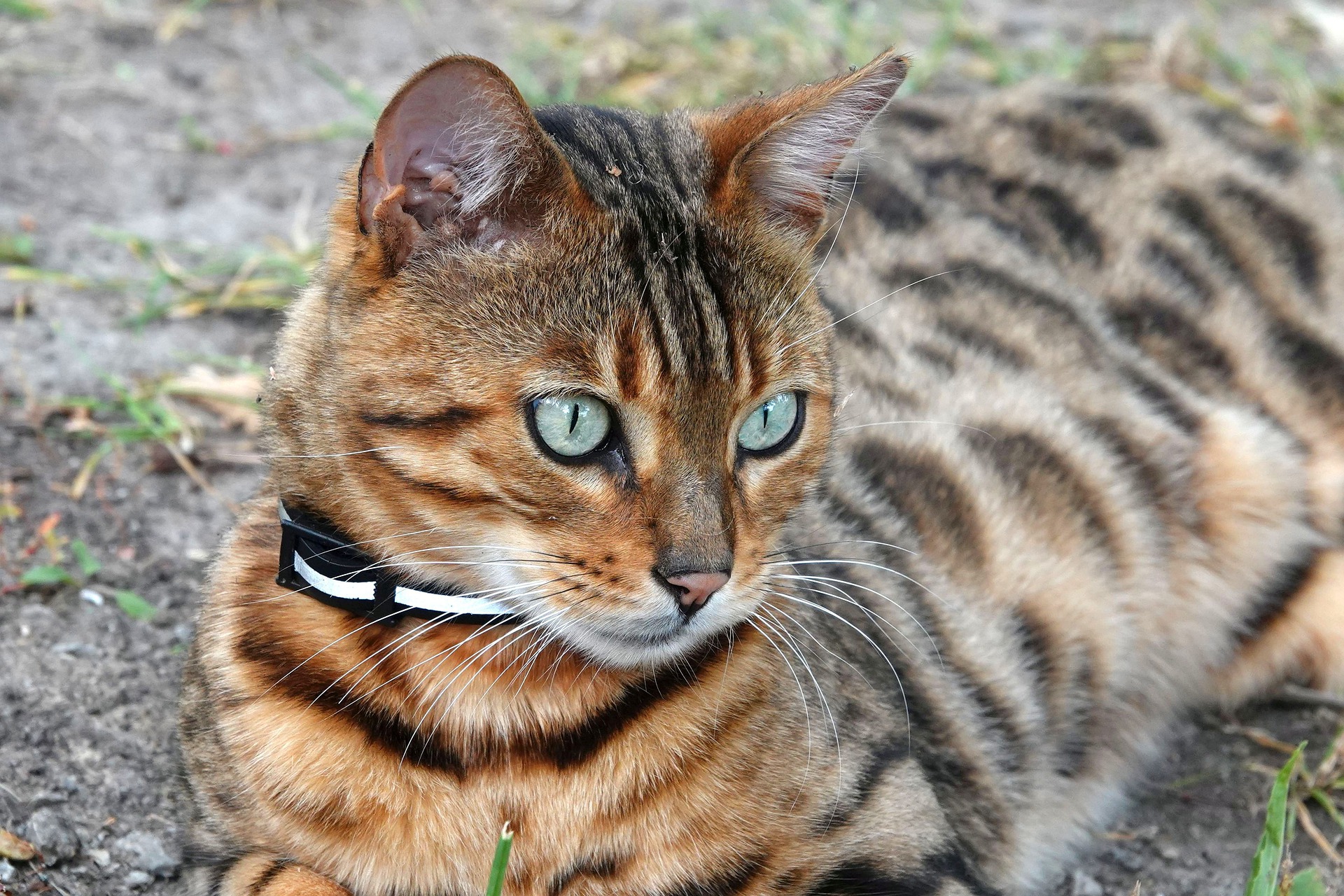 Køb bengal