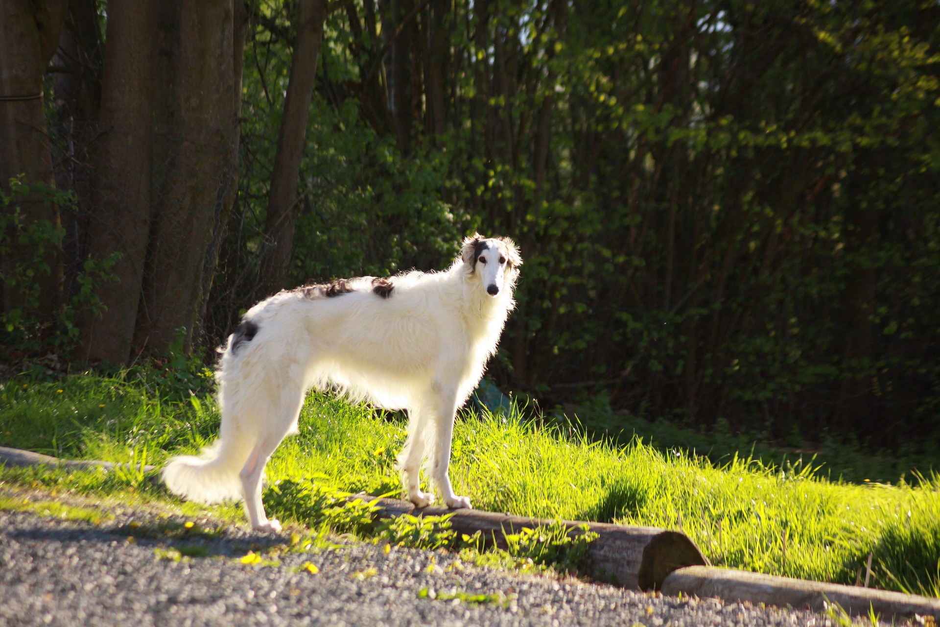 Køb borzoi