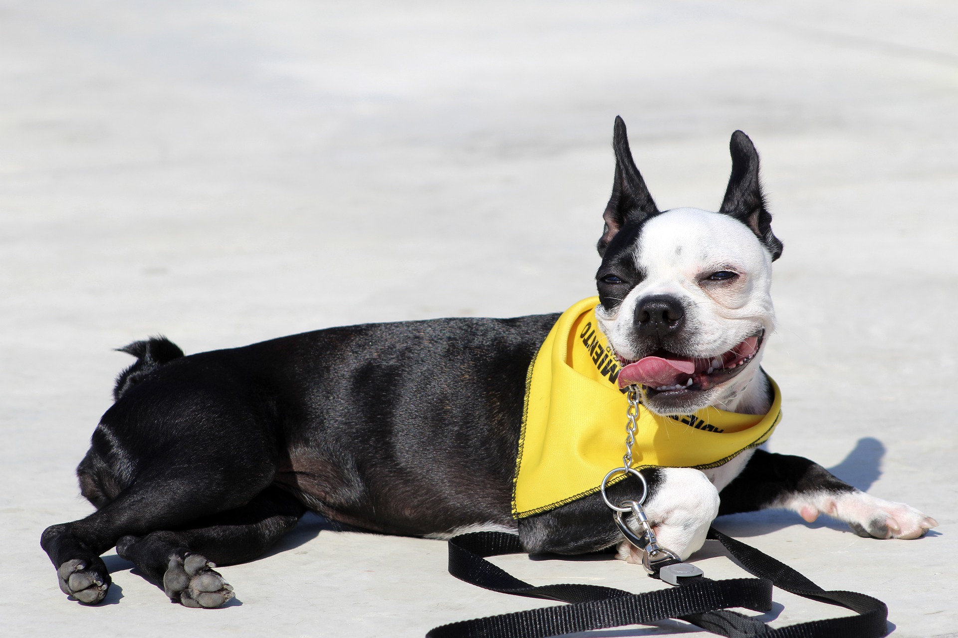 Køb boston terrier