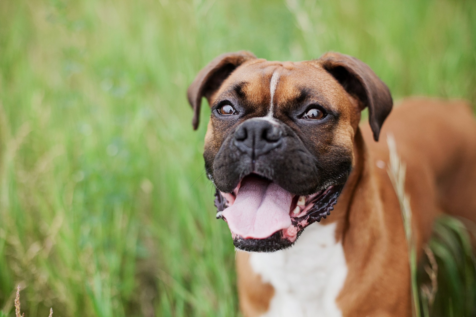 Køb boxer
