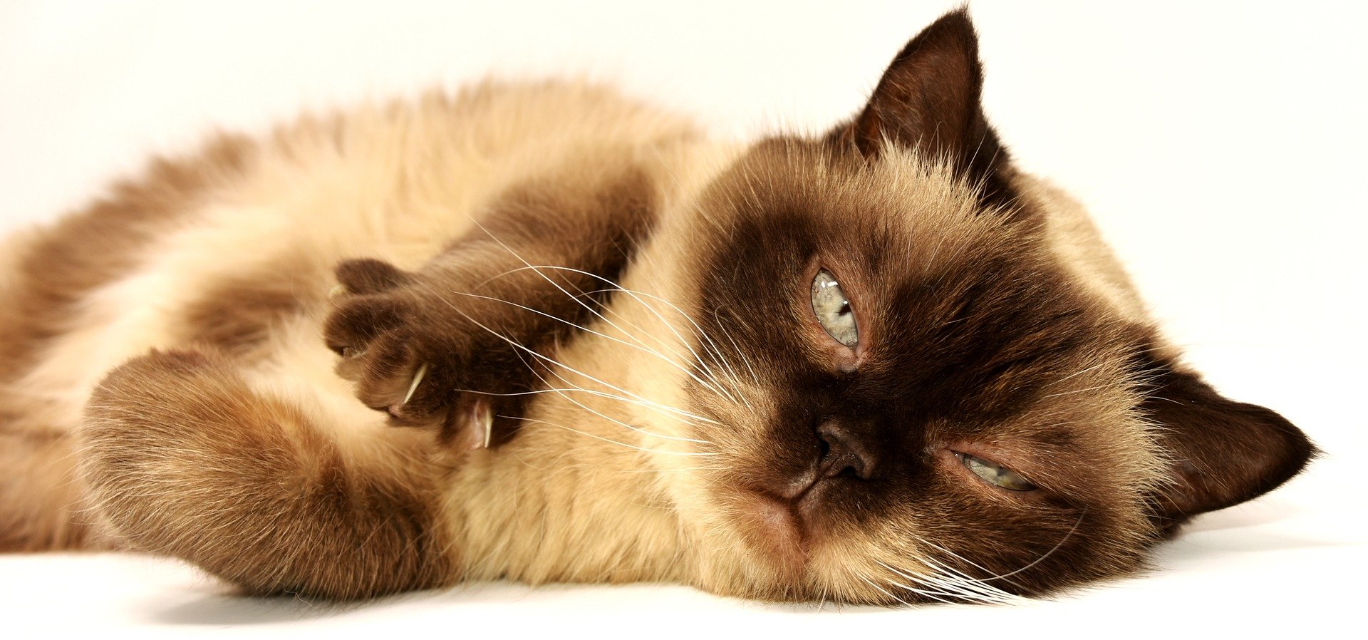 Køb british shorthair