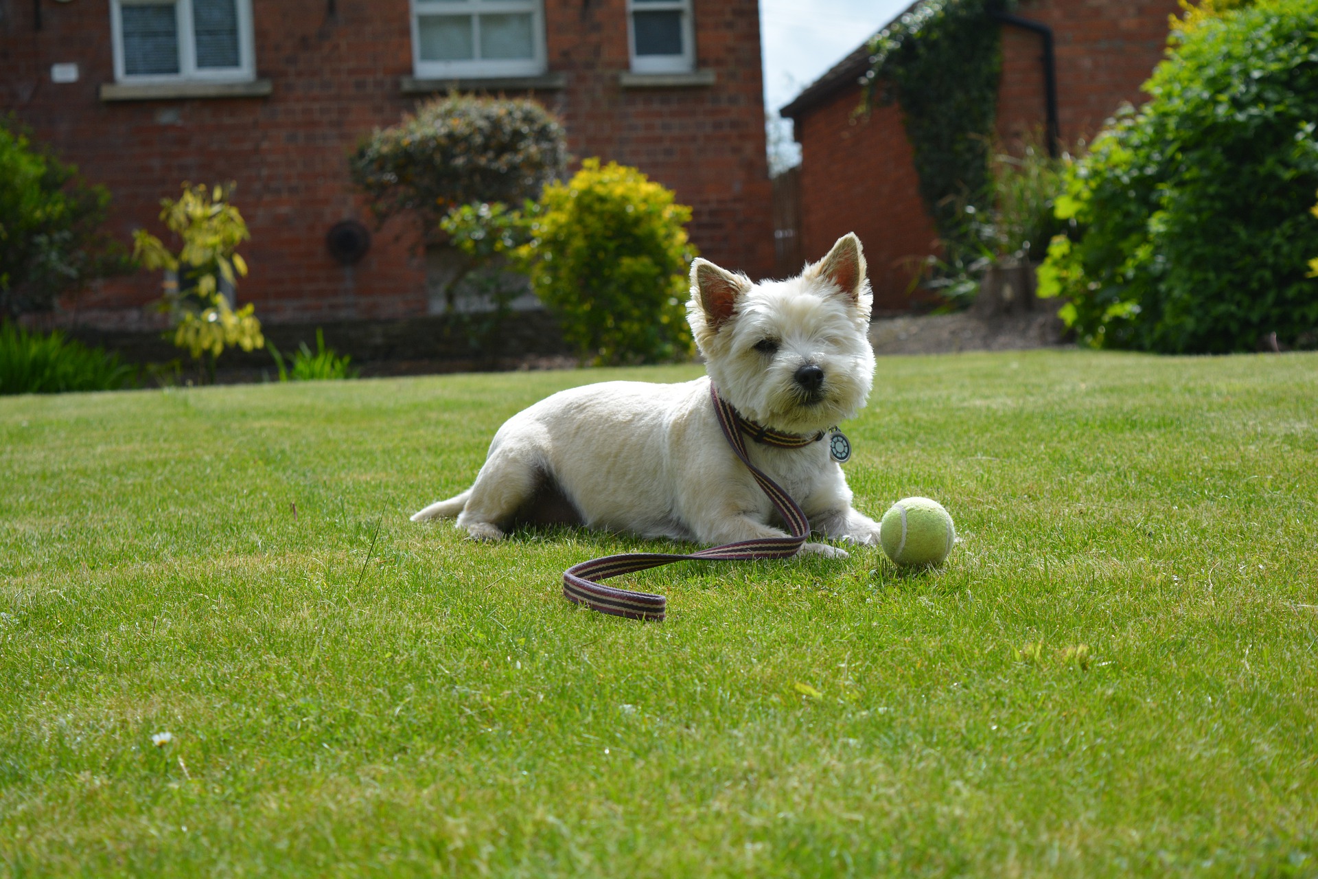 Køb cairn terrier