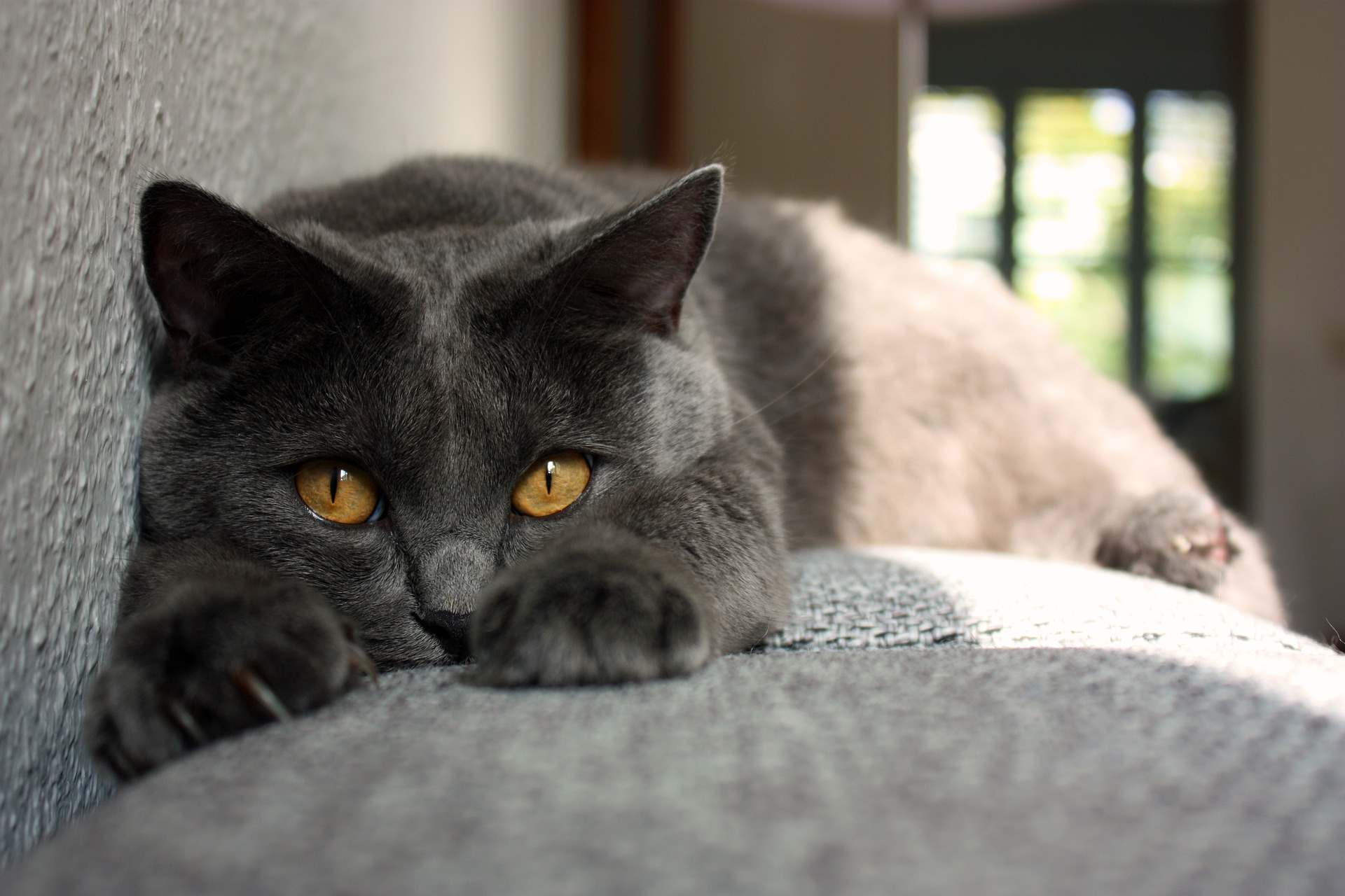 Køb chartreux