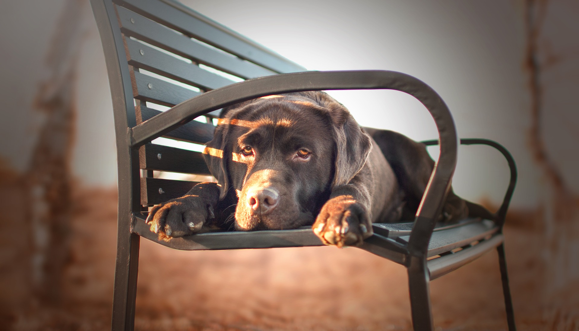 Køb chesapeake bay retriever